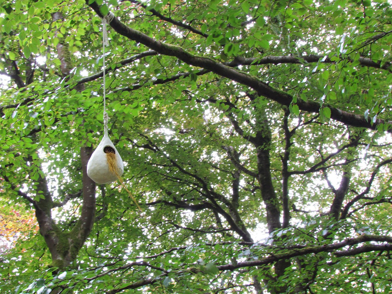 A white birdhouse hanging from a tree branch surrounded by green leaves.