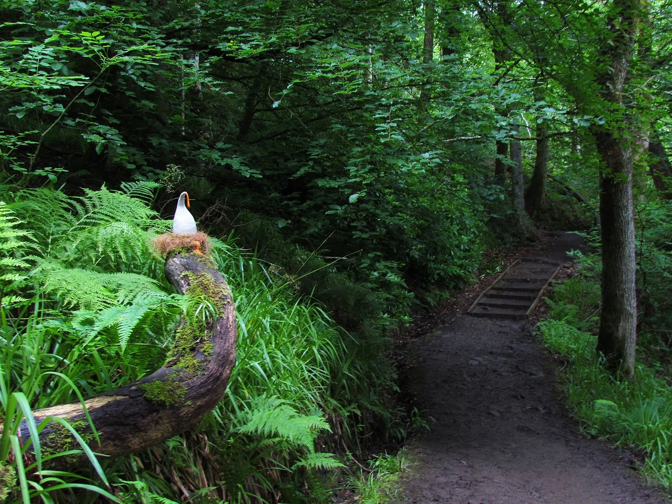 A lush green forest with a narrow dirt trail and a small wooden bridge. A white bird-like pot is perched on a moss-covered fallen tree branch.