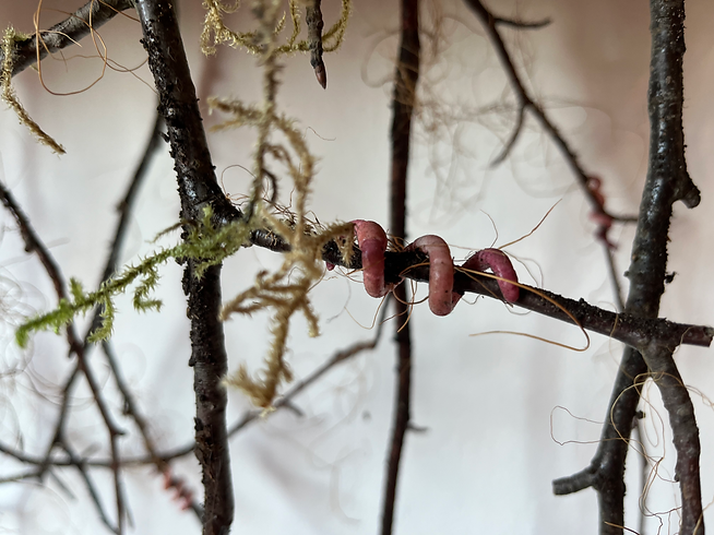 A pinkish-red worm with a dark stripe along its back, crawling across thin, dark tree branches with moss and lichen.