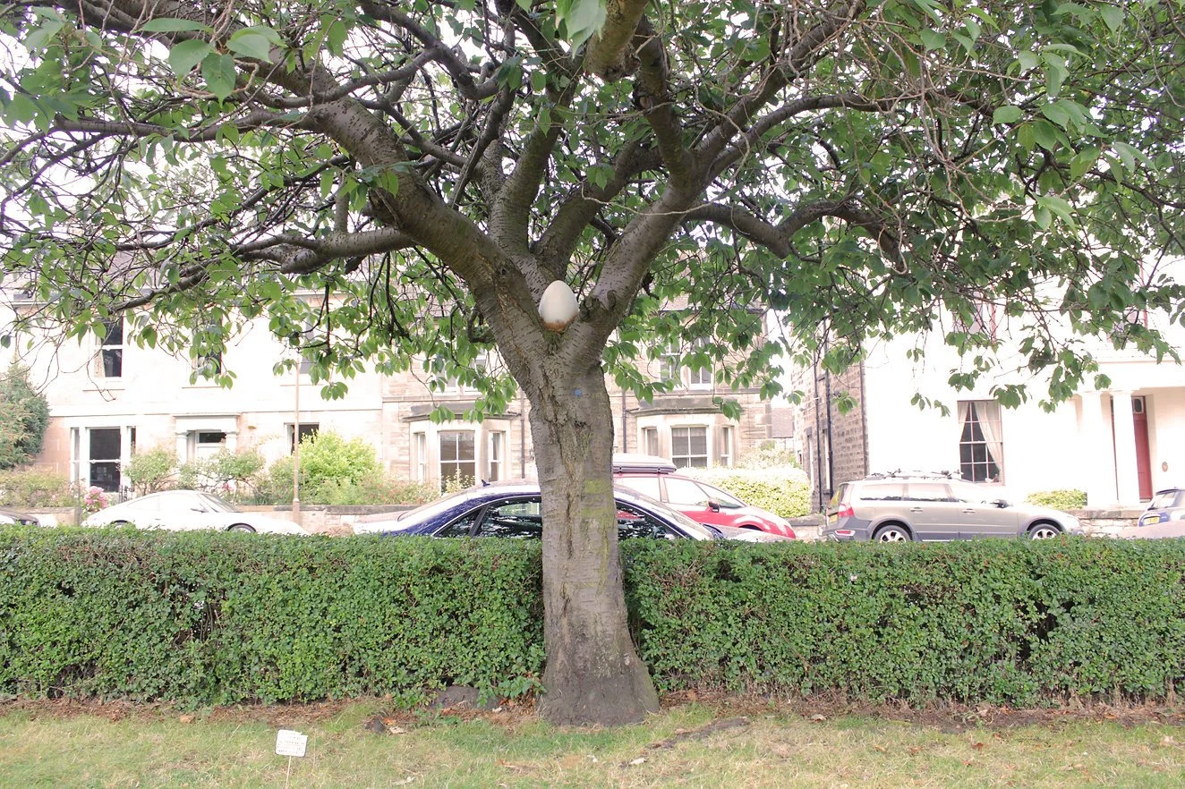 A tree with a white egg-shaped object in its branches, situated in a park or yard with a hedge and buildings in the background.