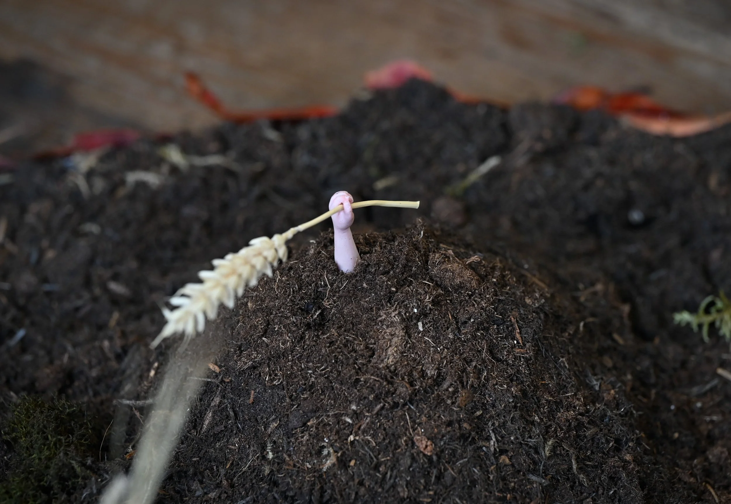 A small sprout emerging from dark soil with a white and pink root tip, attached to a wheat stalk.