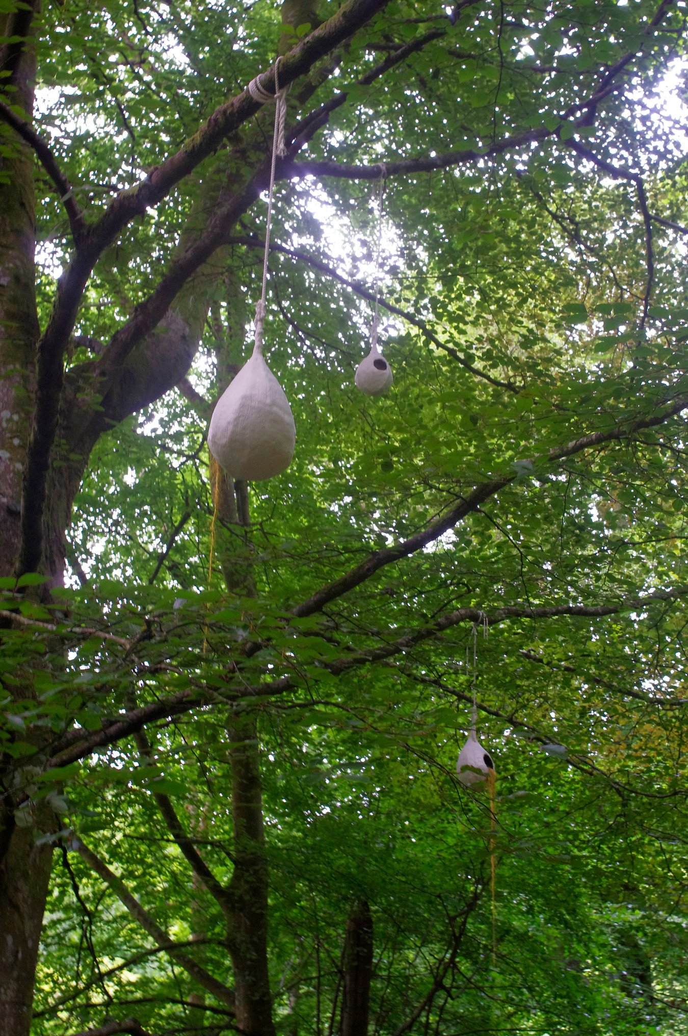 Decorative hanging ornaments on tree branches in a green forest.