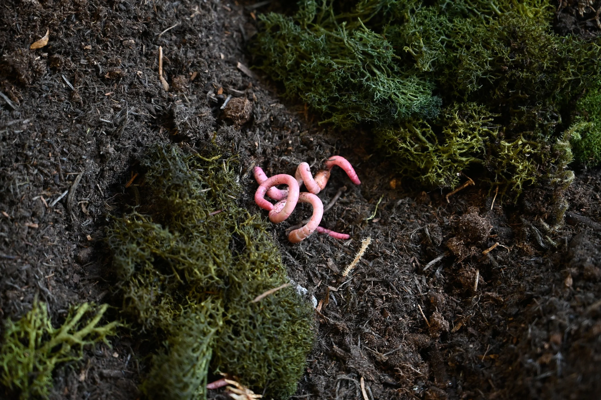 Close-up of pink earthworms in dark soil surrounded by green moss.