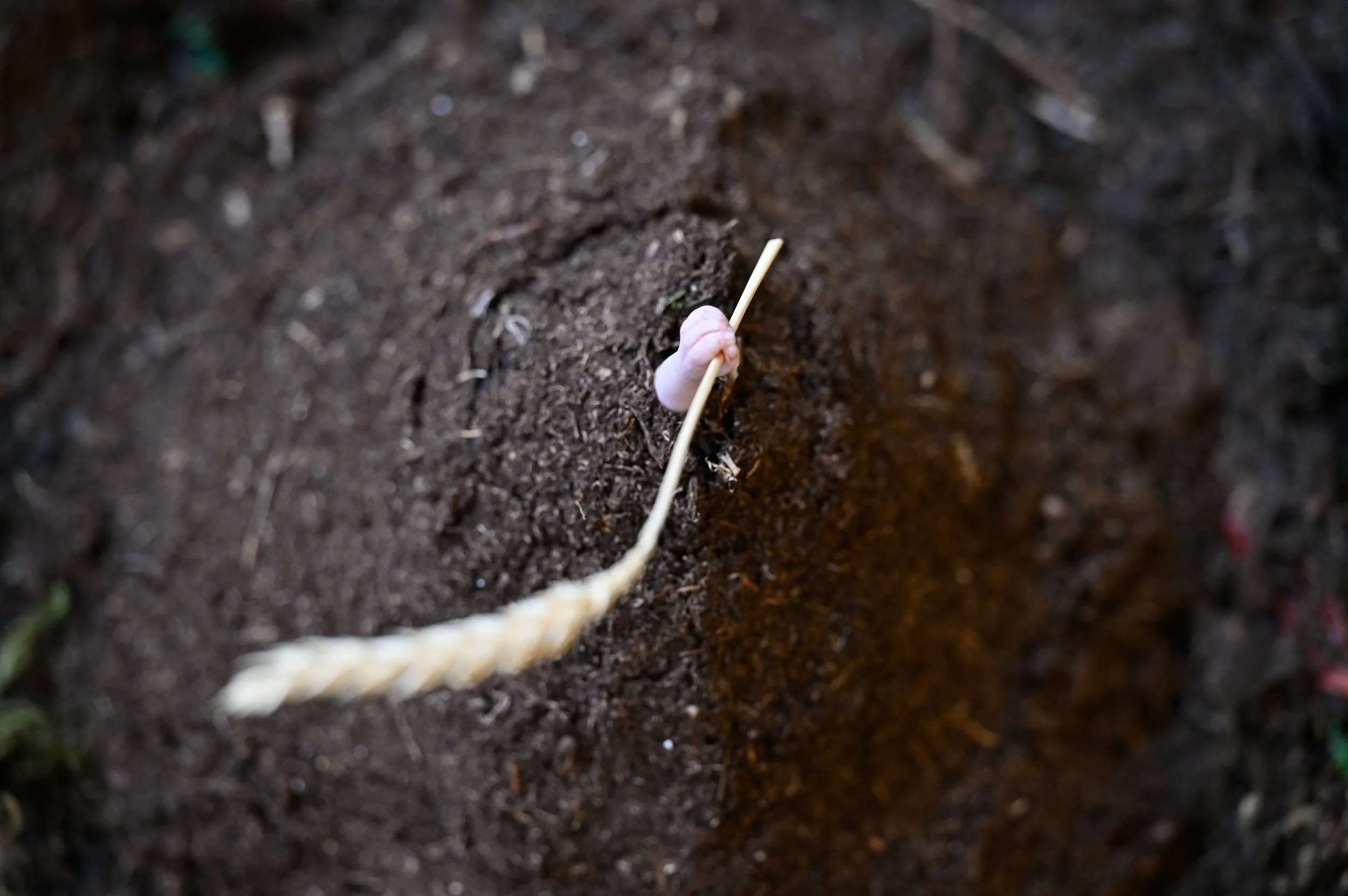 A pink hand holding a stick in a mound of dark soil.