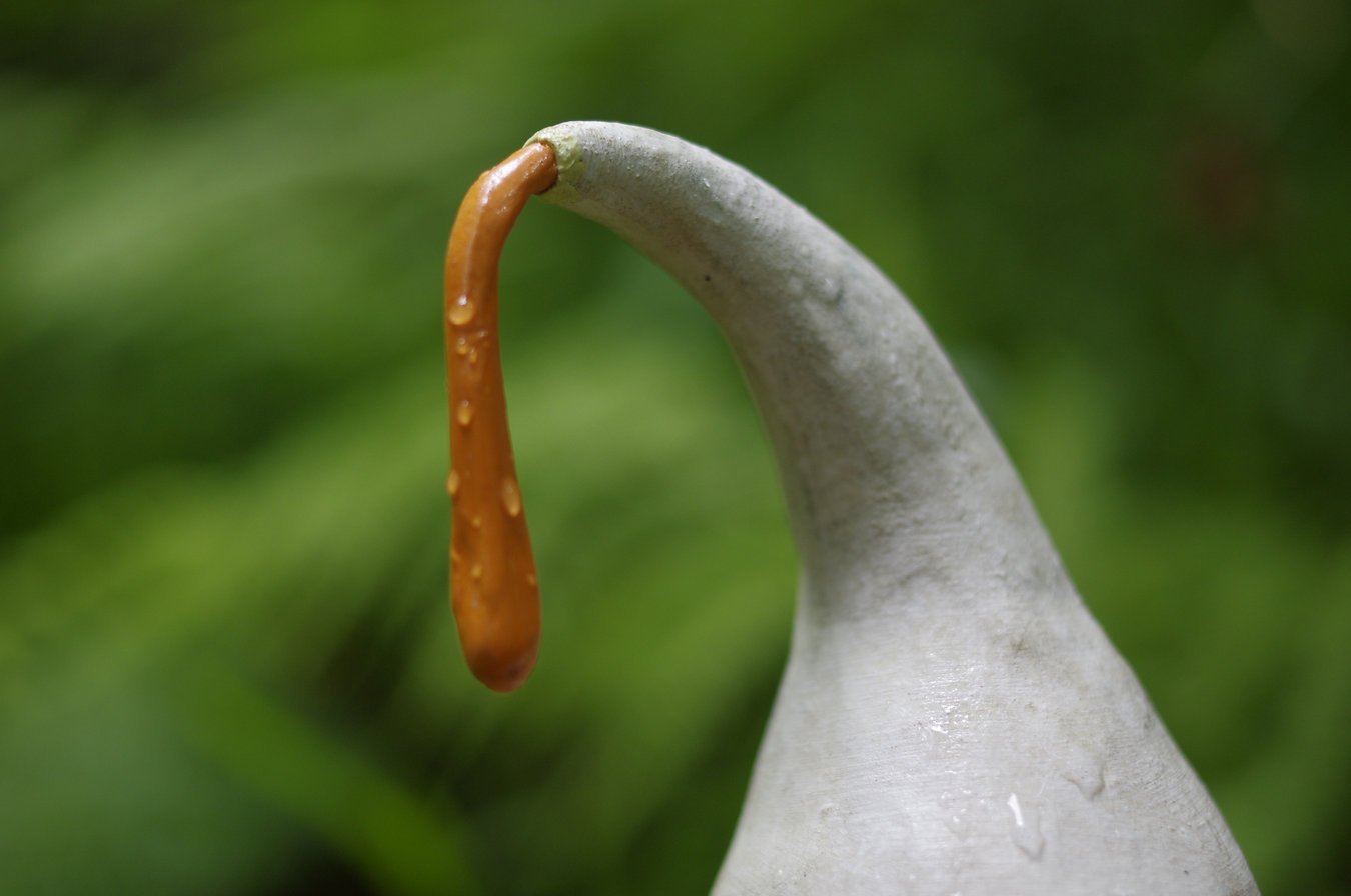Close-up of a white pot with with a curved narrow spout with orange plasticine dripping out, blurred green background.