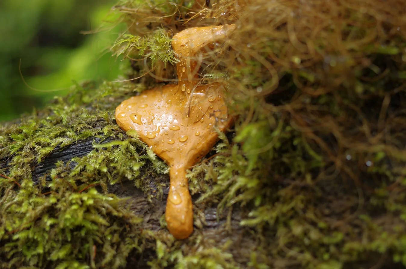 Close-up of a small, orange dripping liquid-like form with droplets of water on it, dripping on a mossy, decomposing log in a forest.