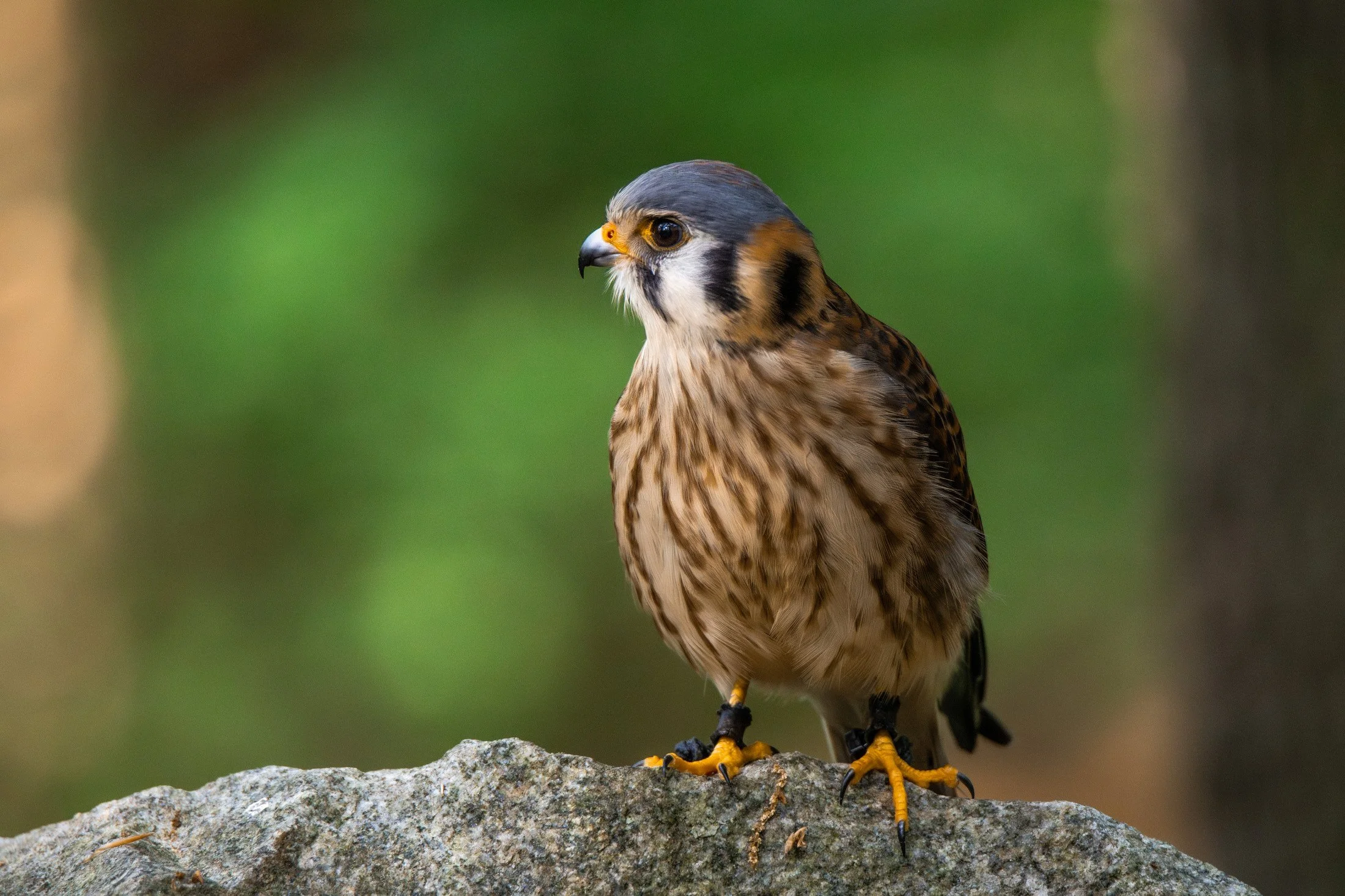NC-bird-photography-05.JPG