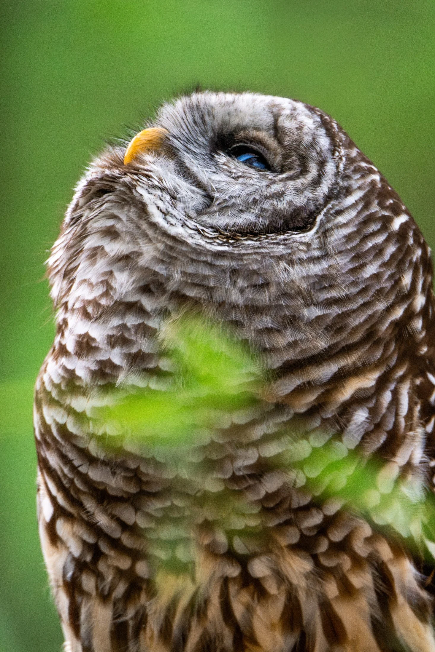 NC-bird-photography-03.JPG