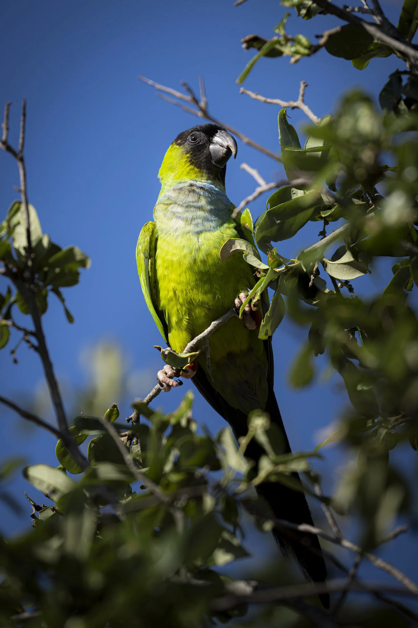 NC-Wildlife-Bird-Photographer-05.JPG