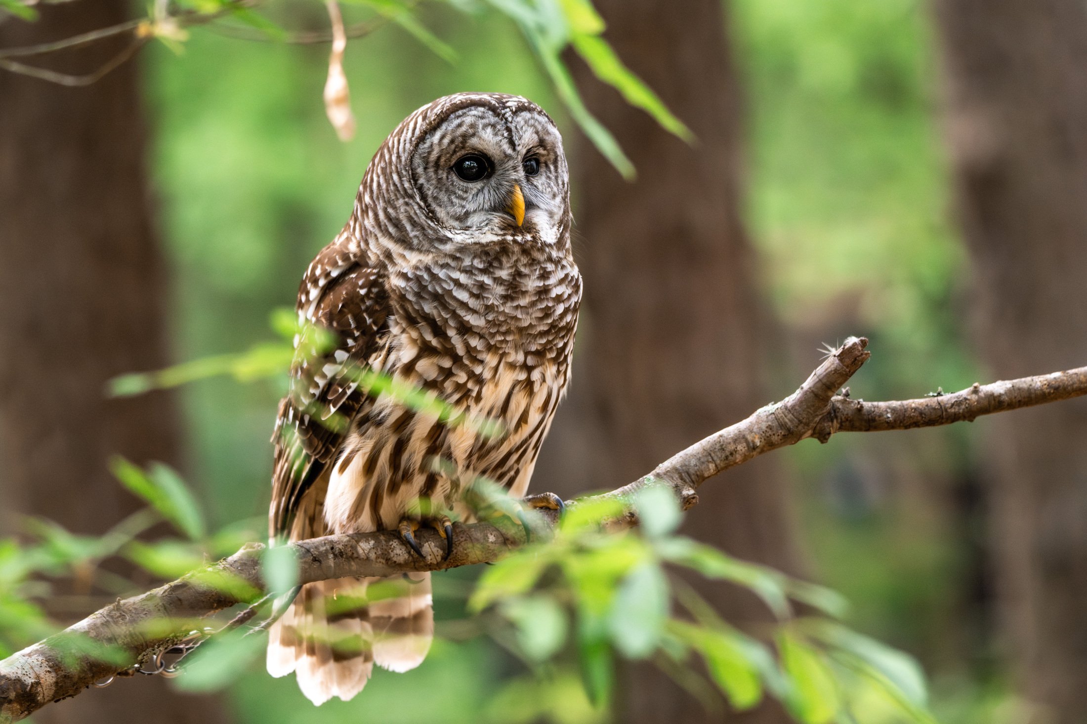 NC-bird-photography-02.JPG