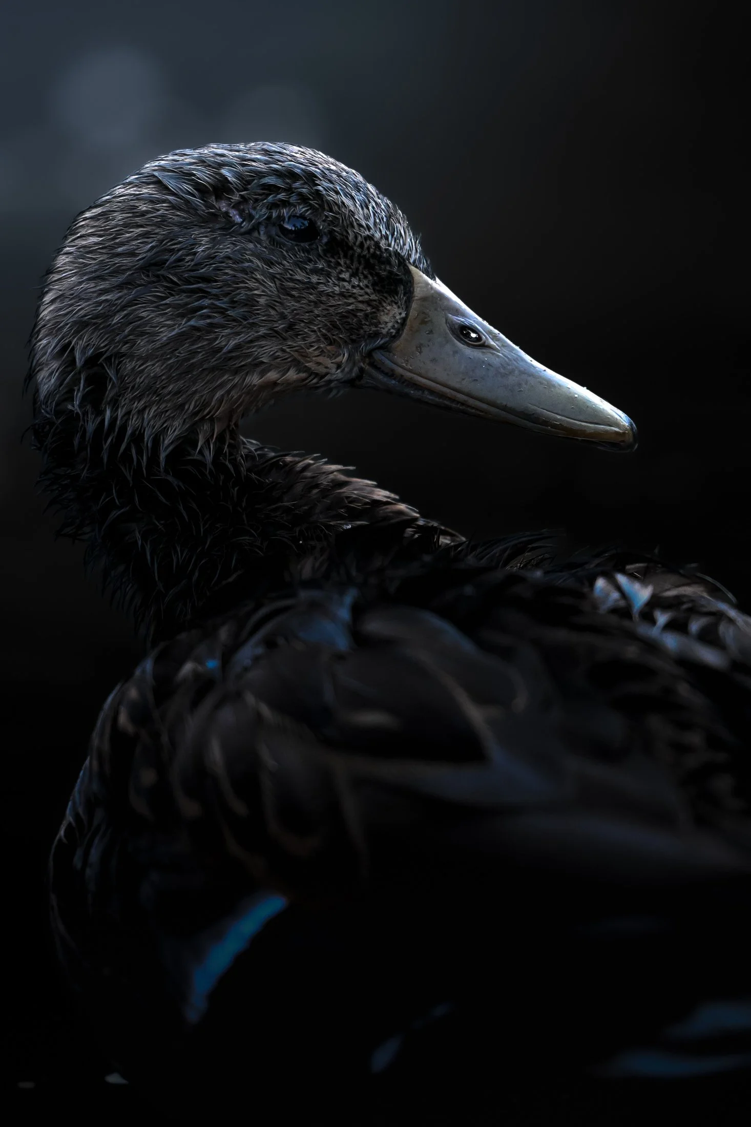 NC-bird-photography-09.JPG