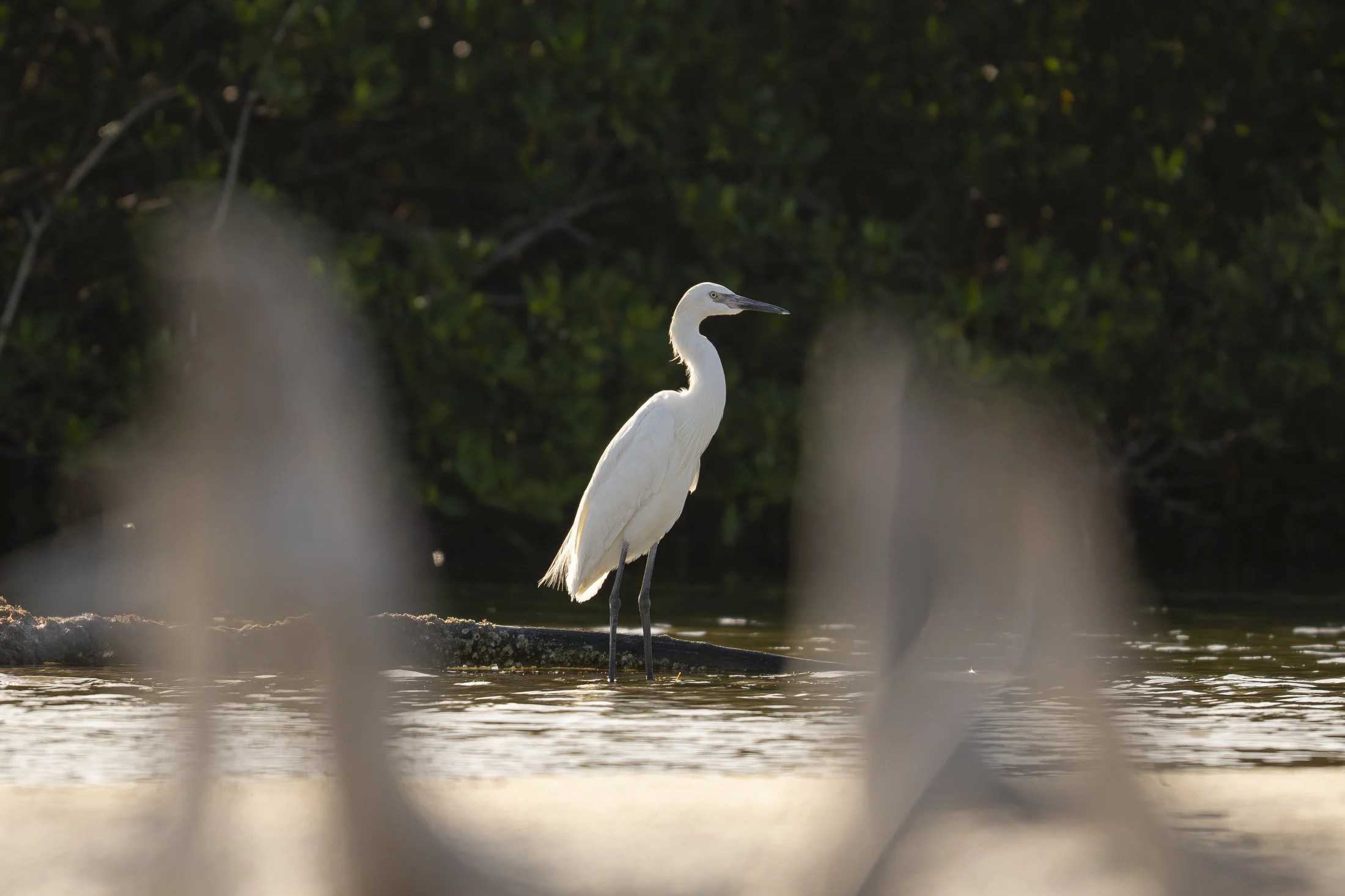 NC-Wildlife-Bird-Photographer-03.JPG