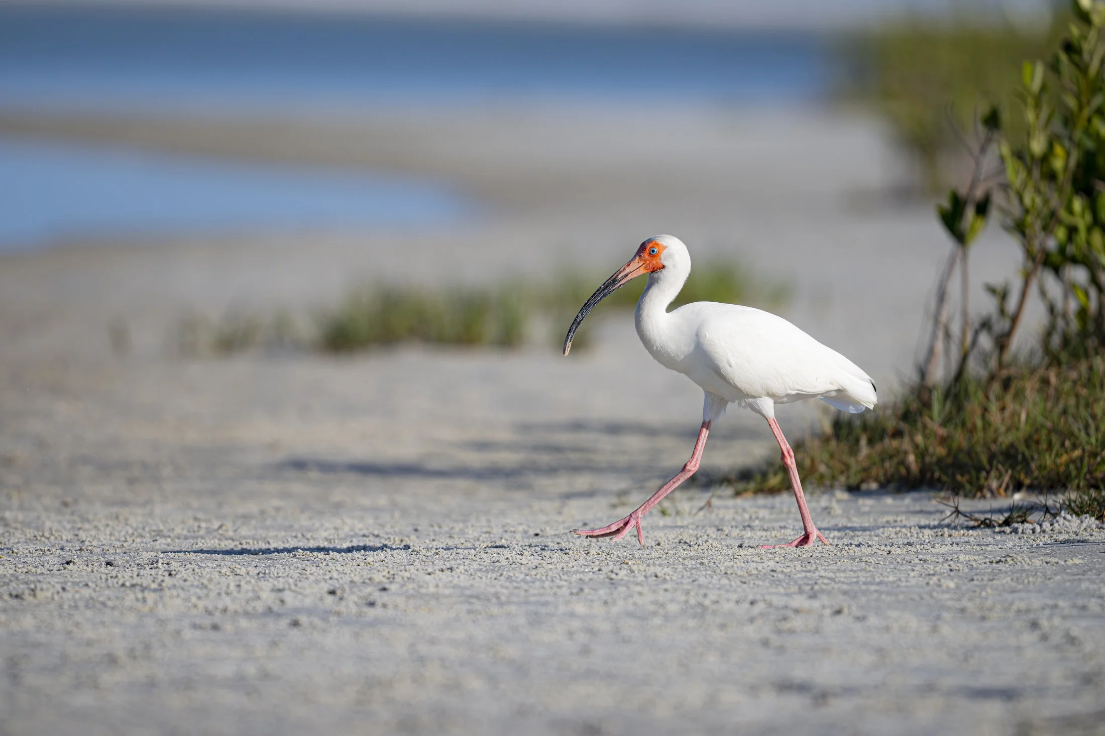 NC-Wildlife-Bird-Photographer-04.JPG