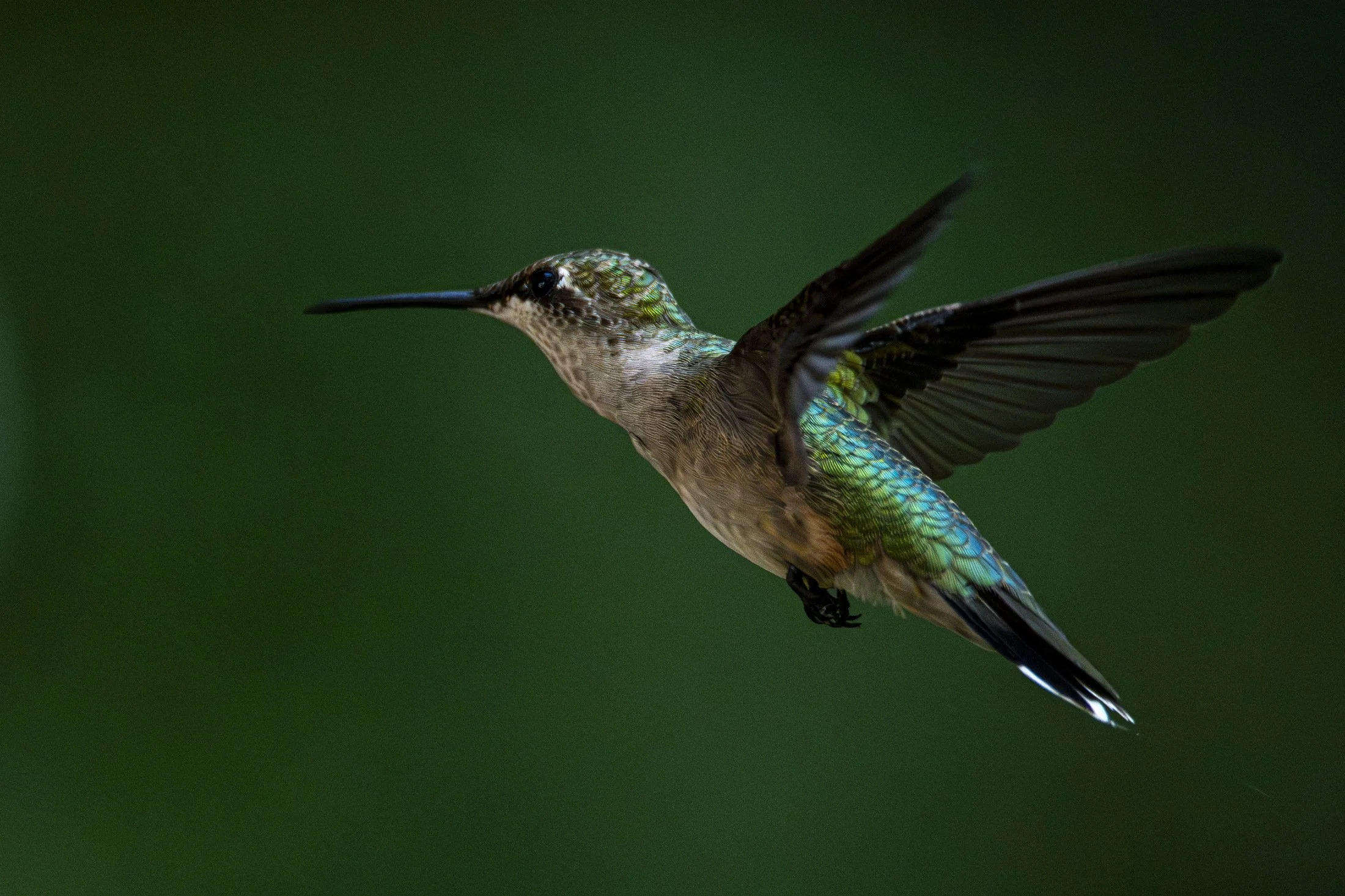 NC-hummingbird-photography-02.JPG