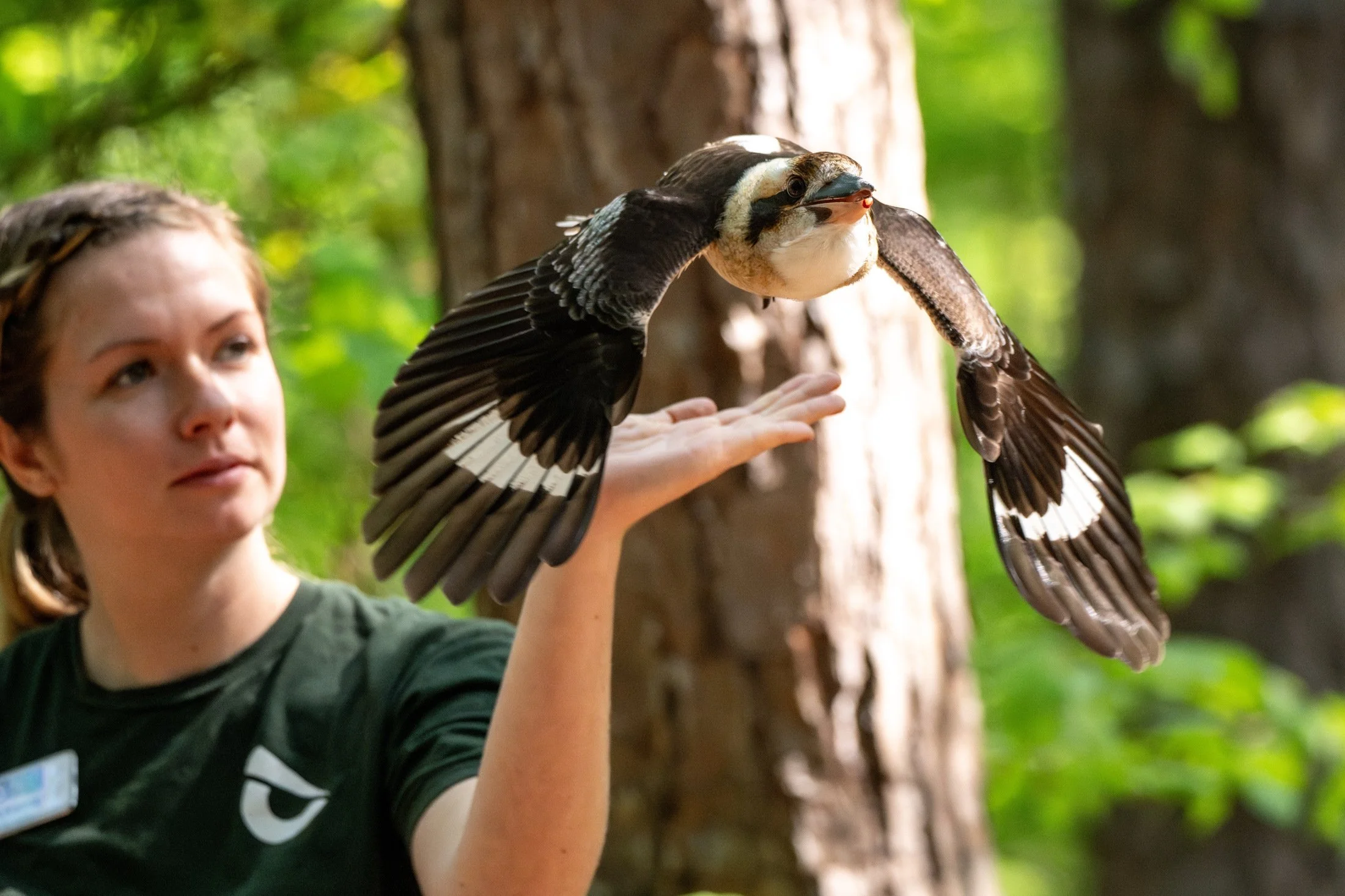 NC-bird-photography-06.JPG