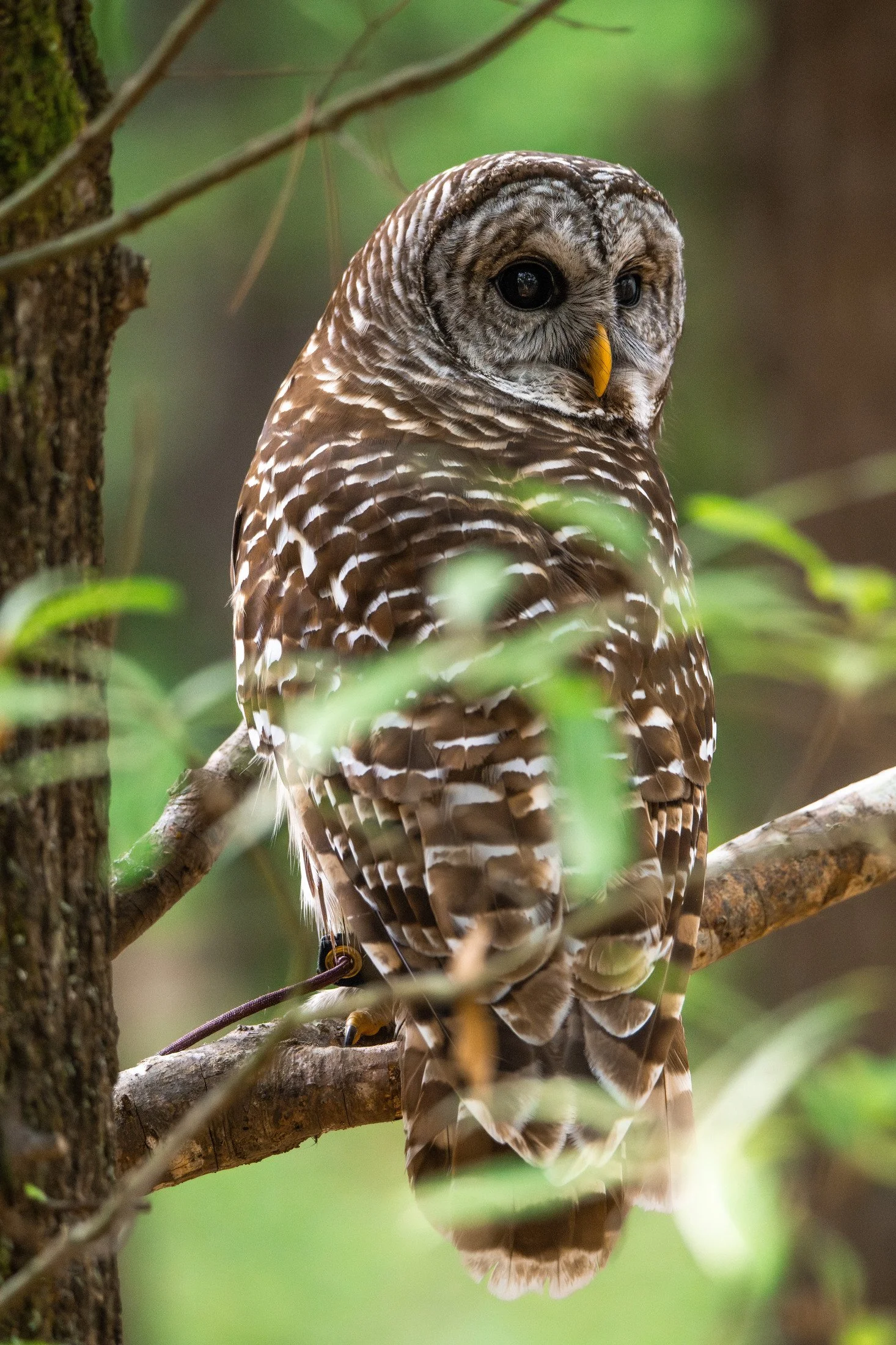 NC-bird-photography-04.JPG