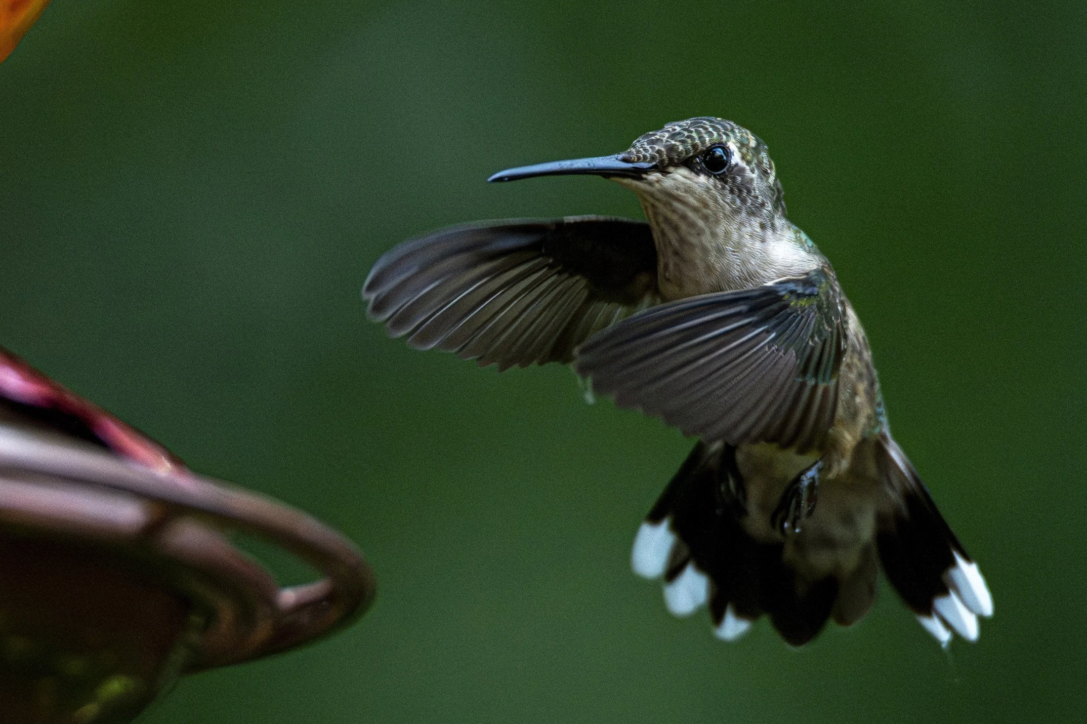 NC-hummingbird-photography-01.JPG
