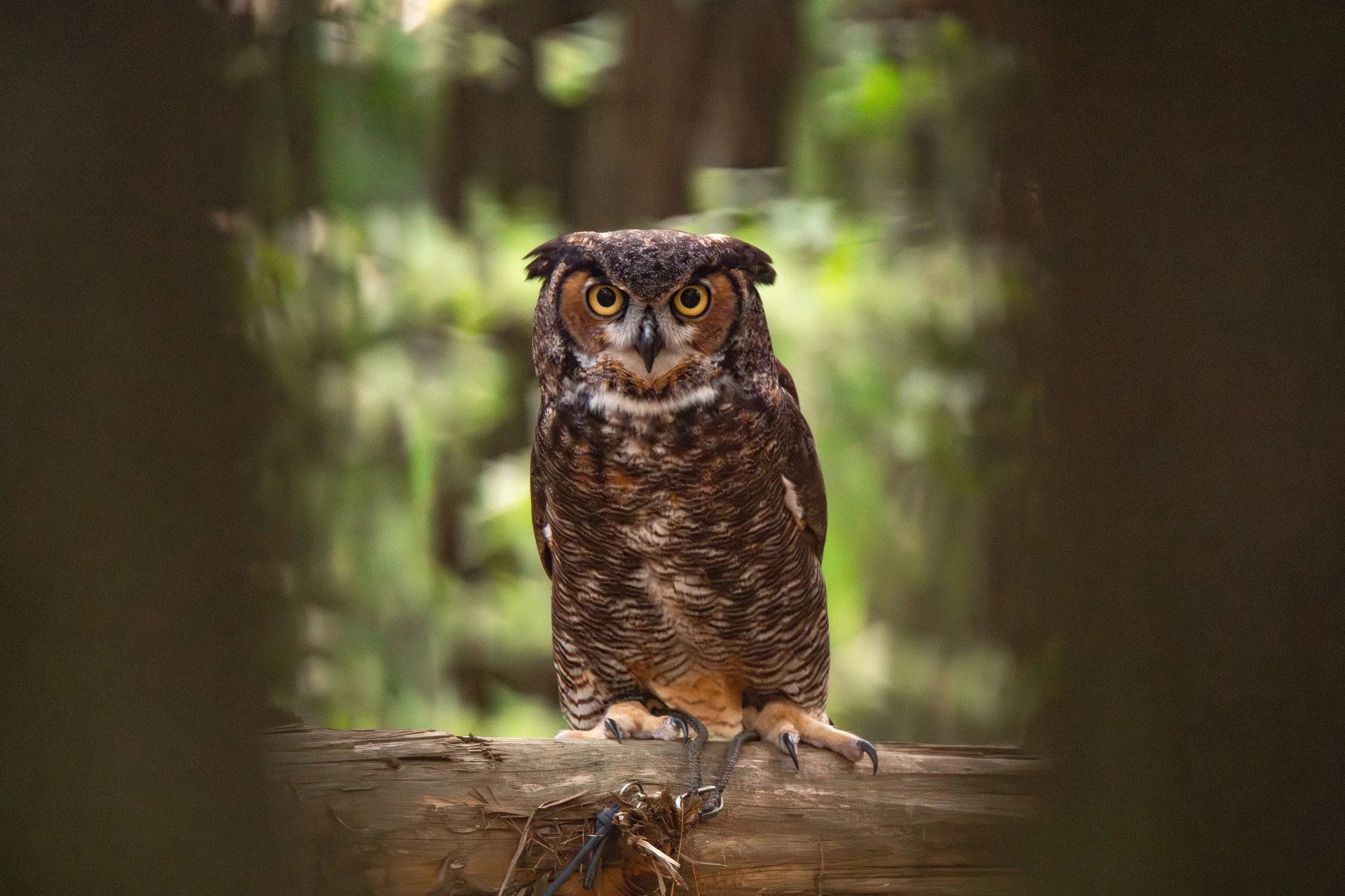 NC-bird-photography-01.JPG