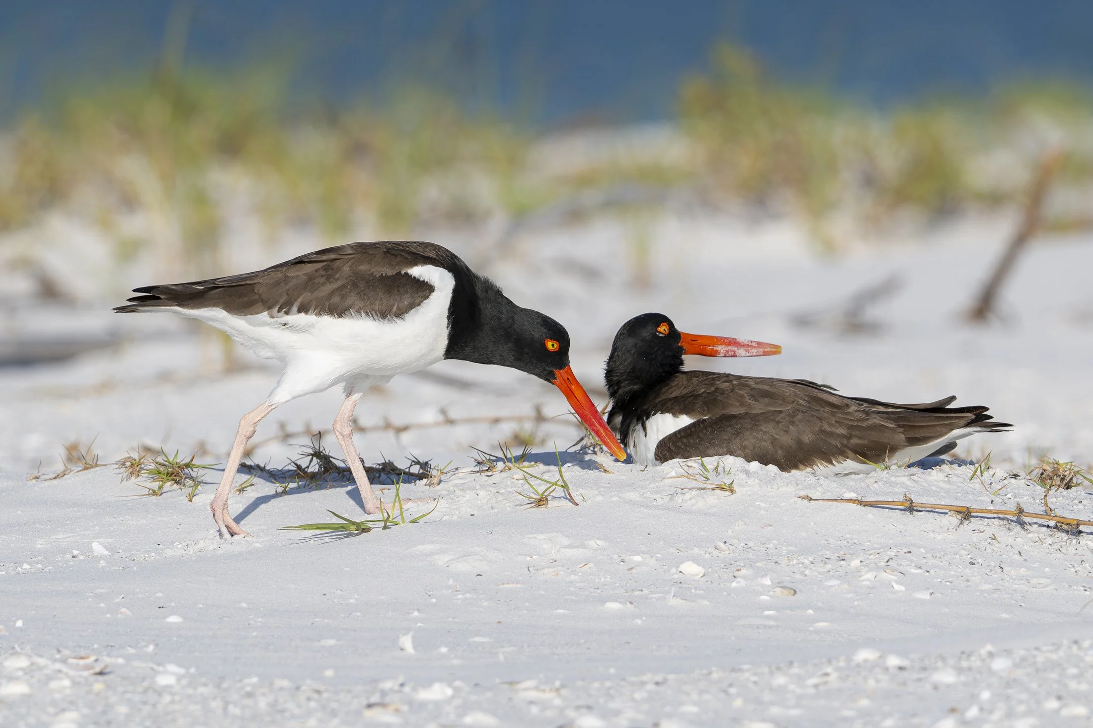 NC-Wildlife-Bird-Photographer-02.JPG