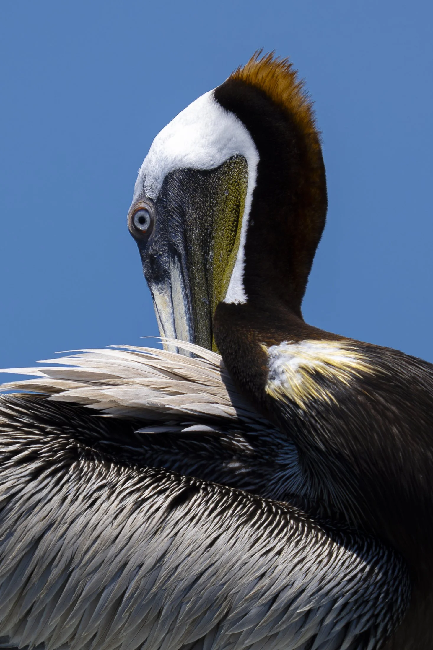 NC-Wildlife-Bird-Photographer-06.JPG