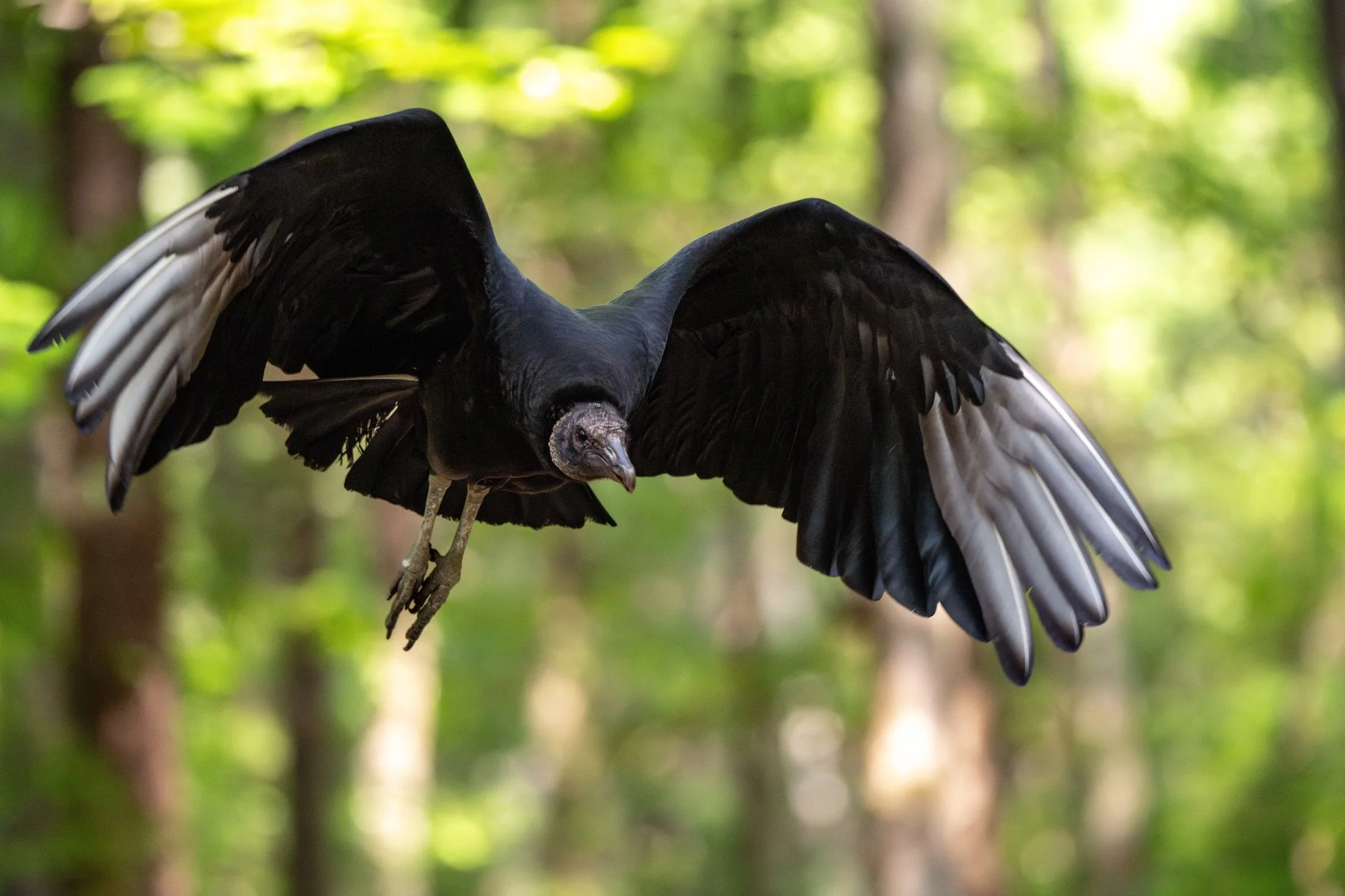 NC-bird-photography-08.JPG