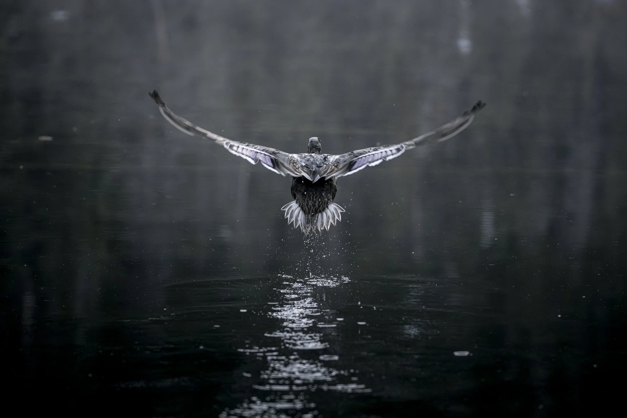 NC-bird-photographer-01.JPG