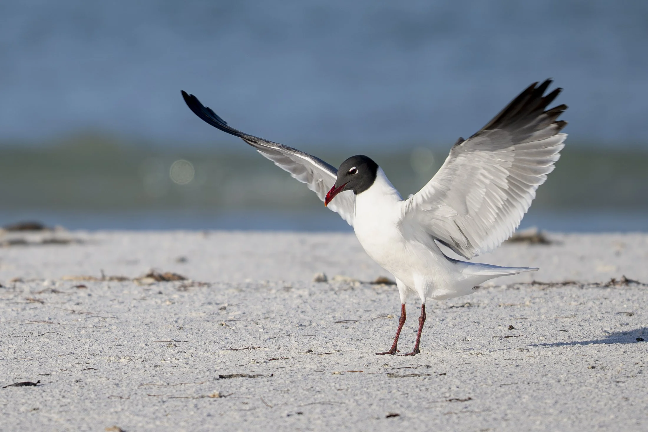NC-Wildlife-Bird-Photographer-01.JPG