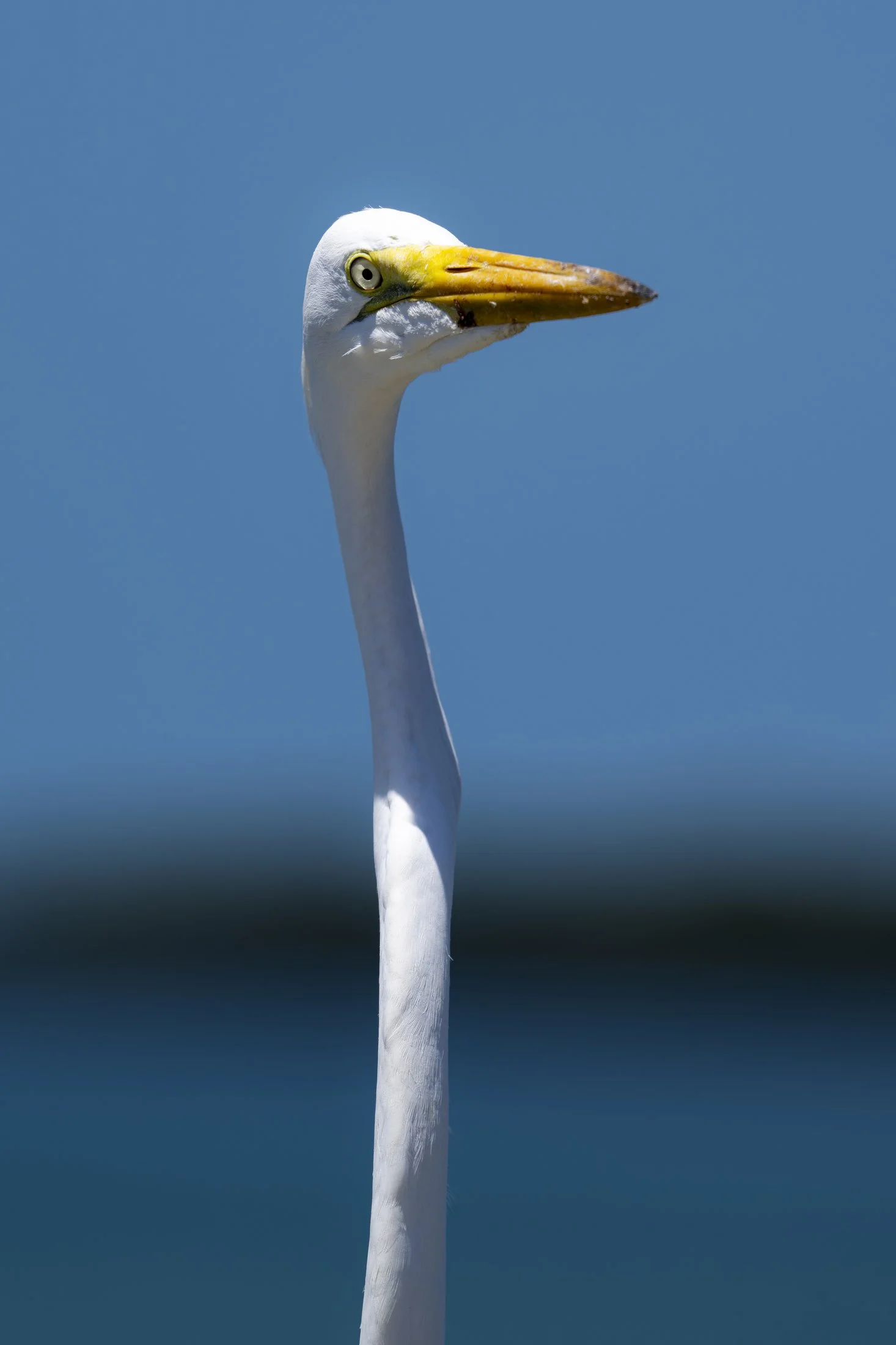 NC-Wildlife-Bird-Photographer-07.JPG