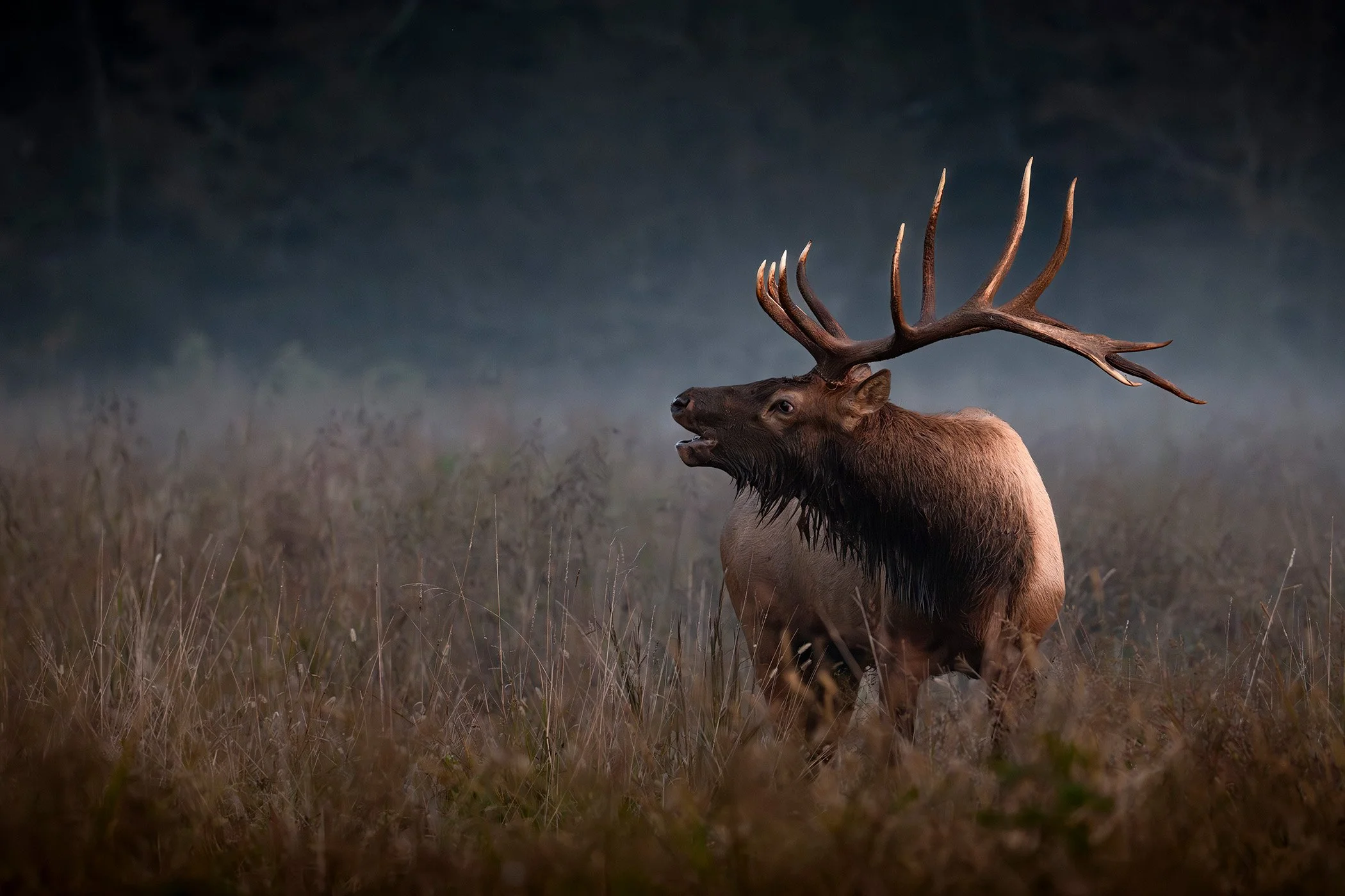 Elk during rut season in Cataloochee Valley in Maggie Valley, western North Carolina.