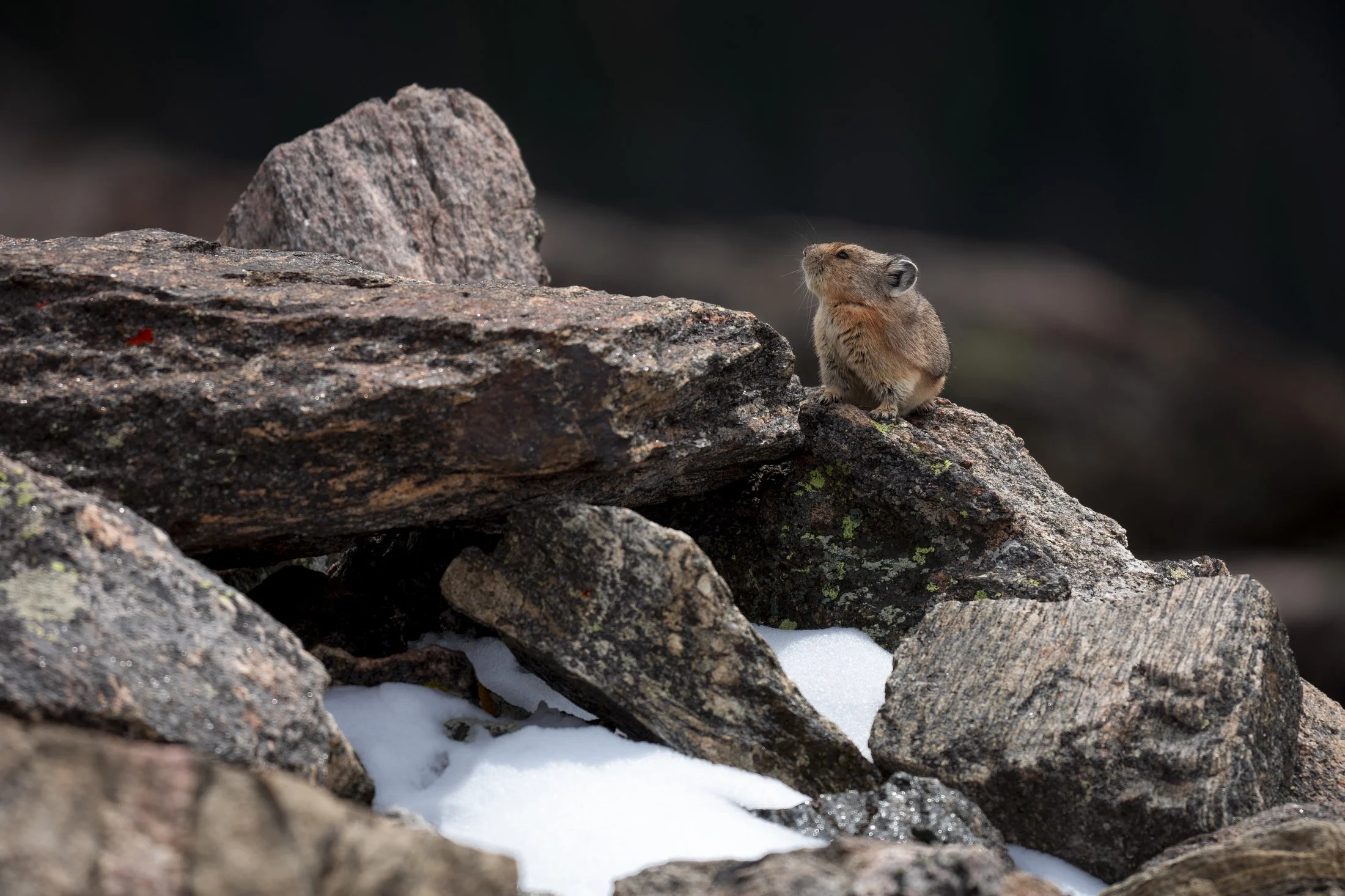 NC-wildlife-photographer-05.JPG