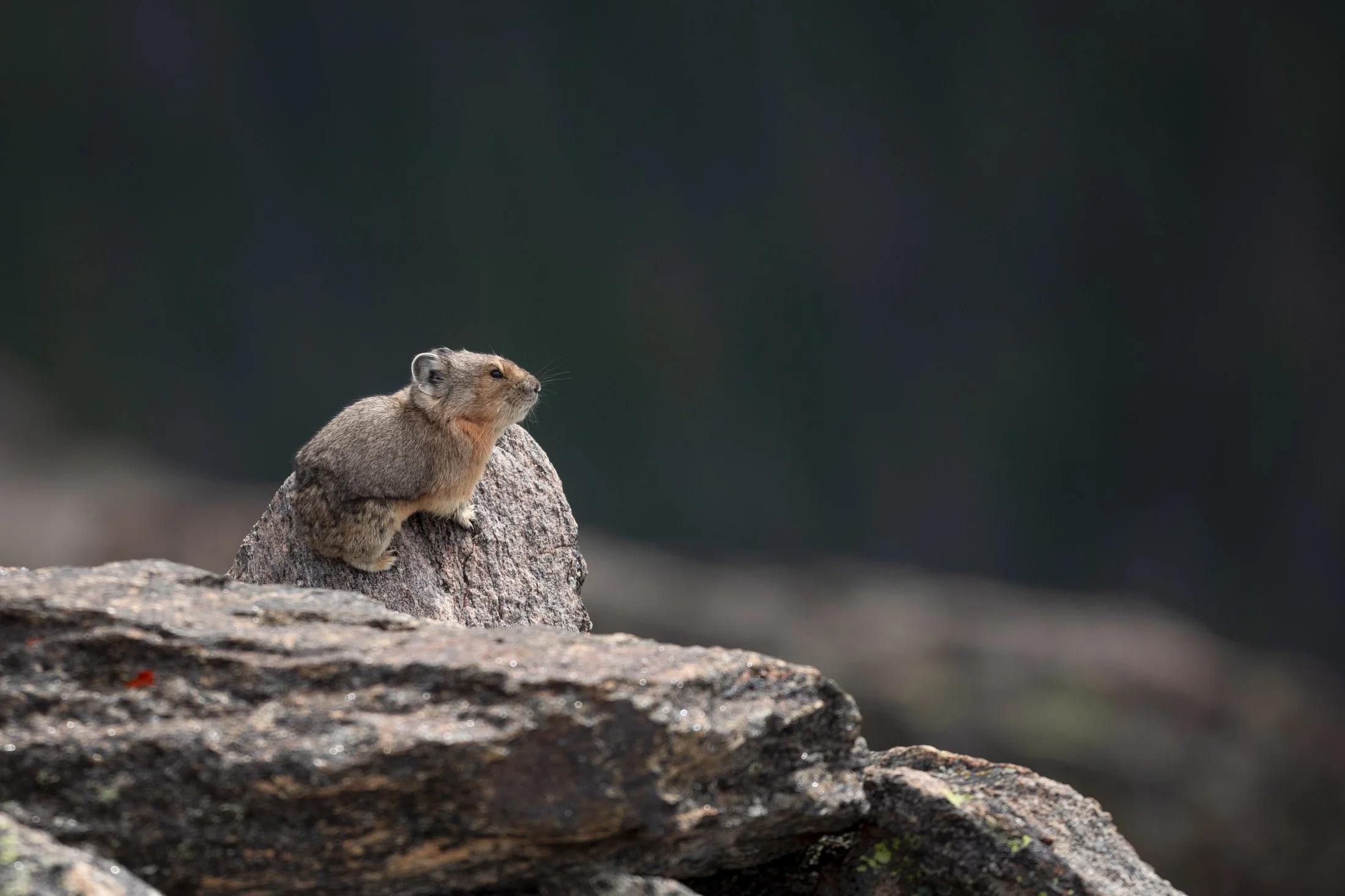 NC-wildlife-photographer-04.JPG