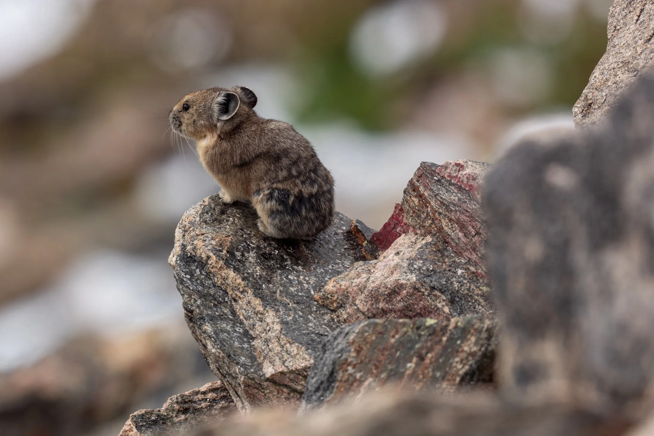 NC-wildlife-photographer-01.JPG