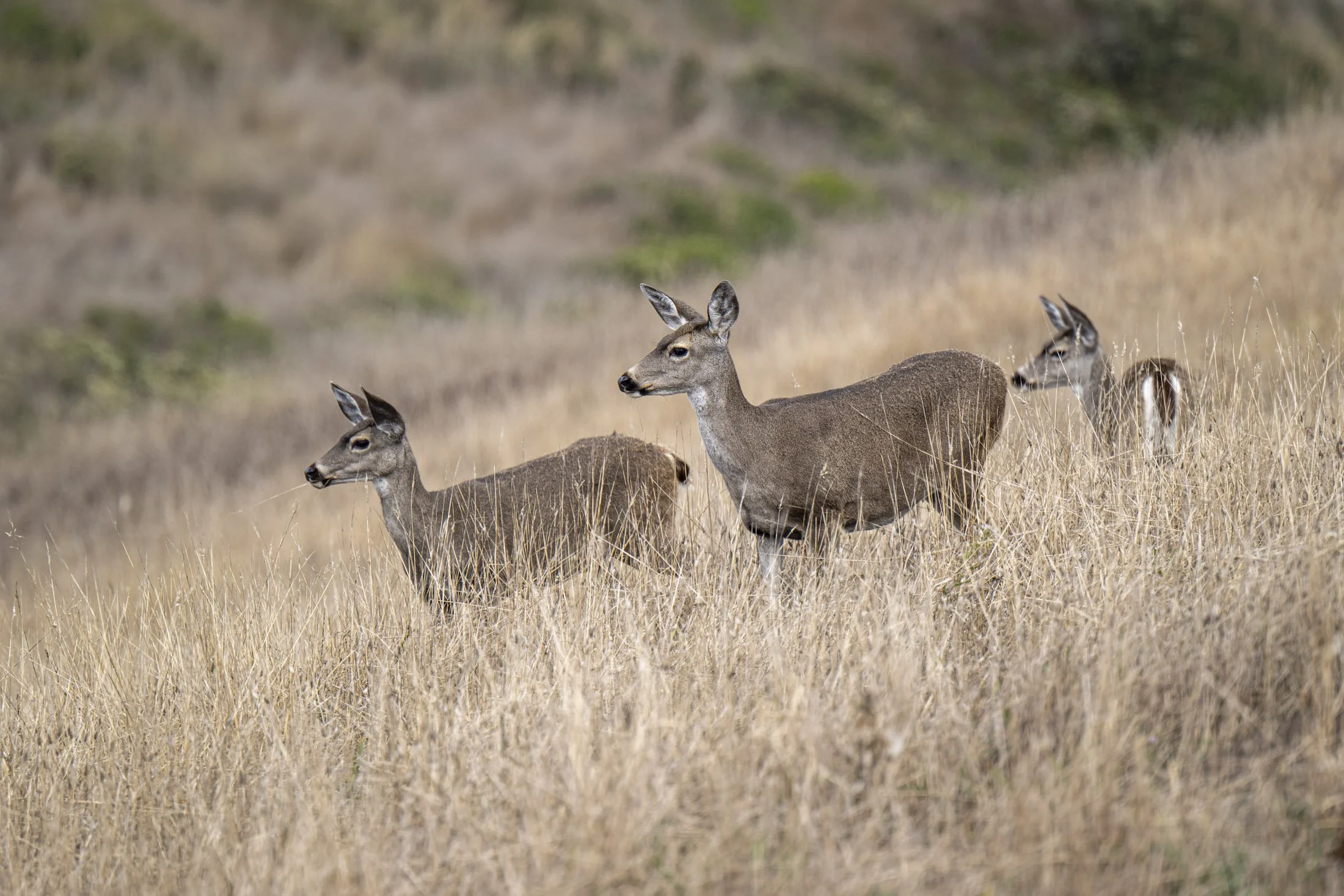 kyle-scharf-wildlife-02.JPG