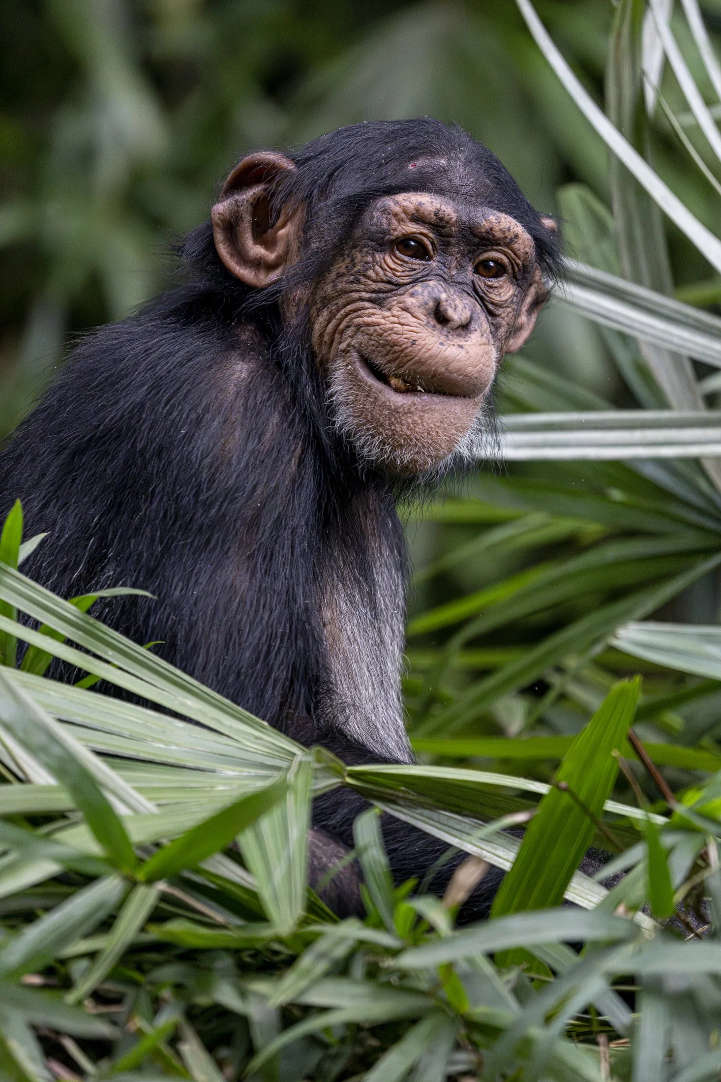kyle-scharf-animal-photographer-03.JPG