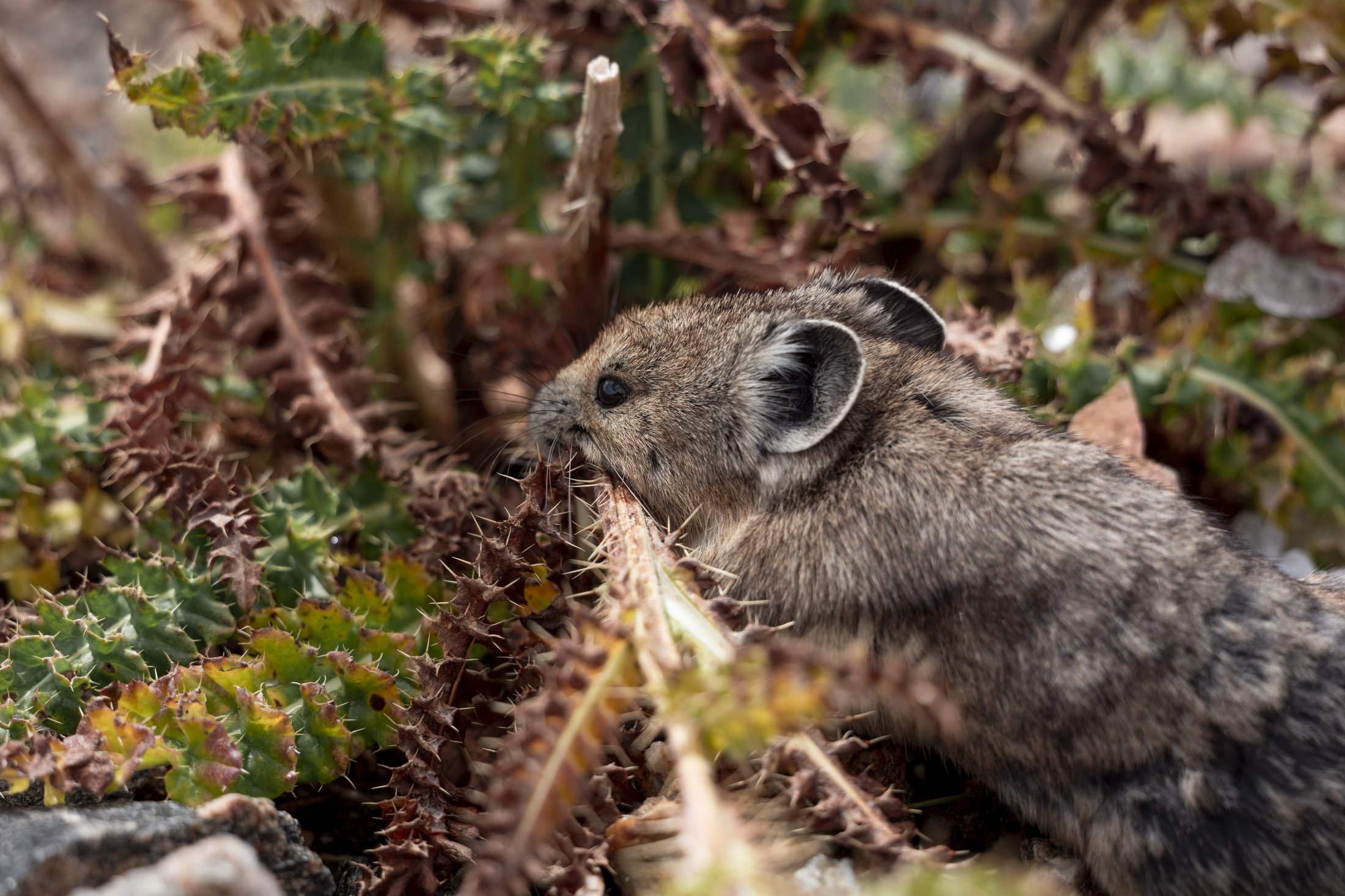 NC-wildlife-photographer-03.JPG