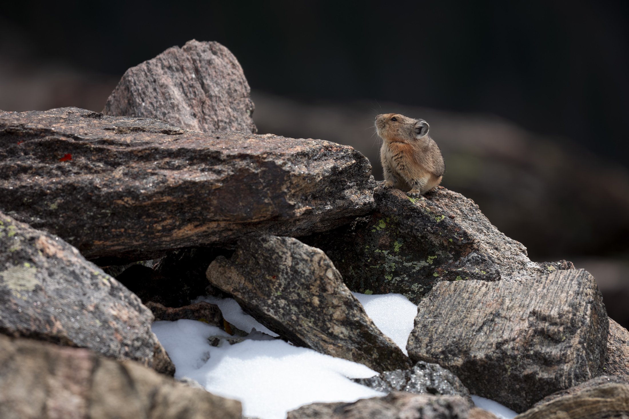 Wildlife