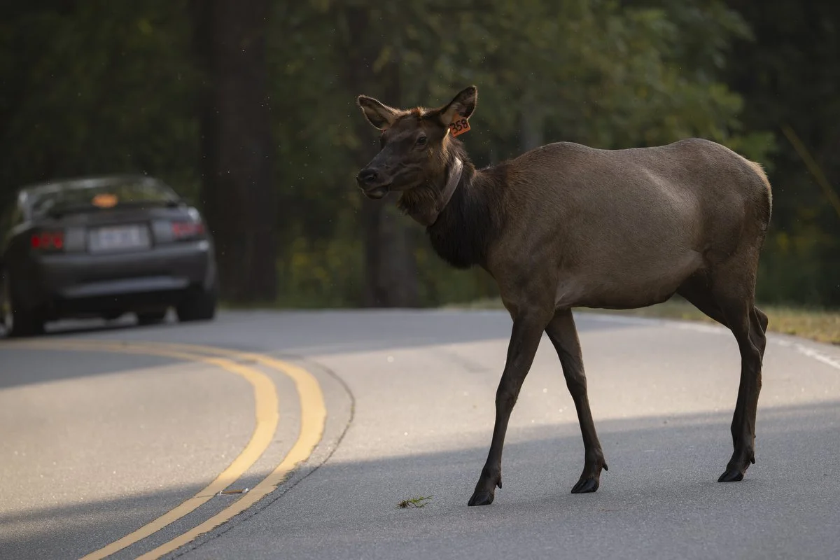 WNC-Elk-Viewing-2025+01.JPG