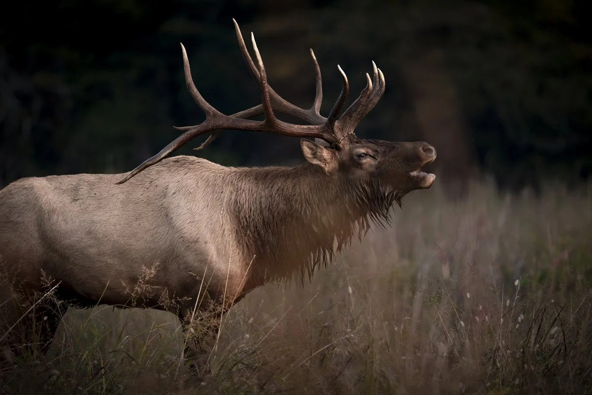 WNC-Elk-Viewing-2025+09.JPG