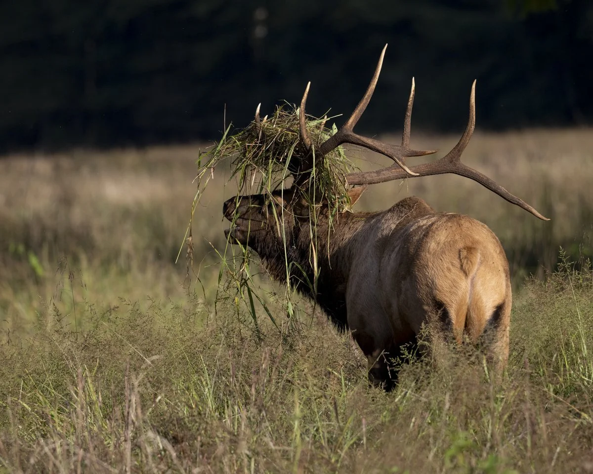WNC-Elk-Viewing-2025+04.JPG