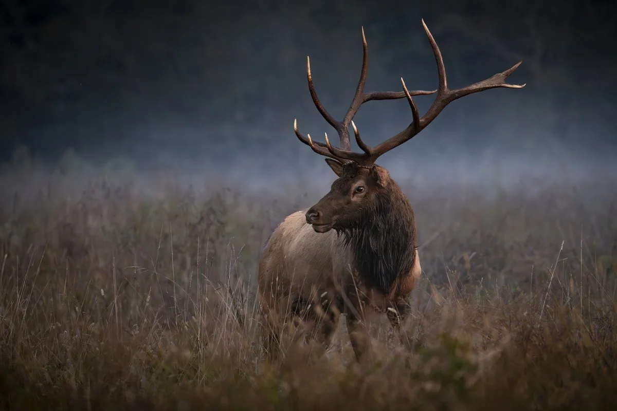 Photos From WNC Elk Rut Season 2025