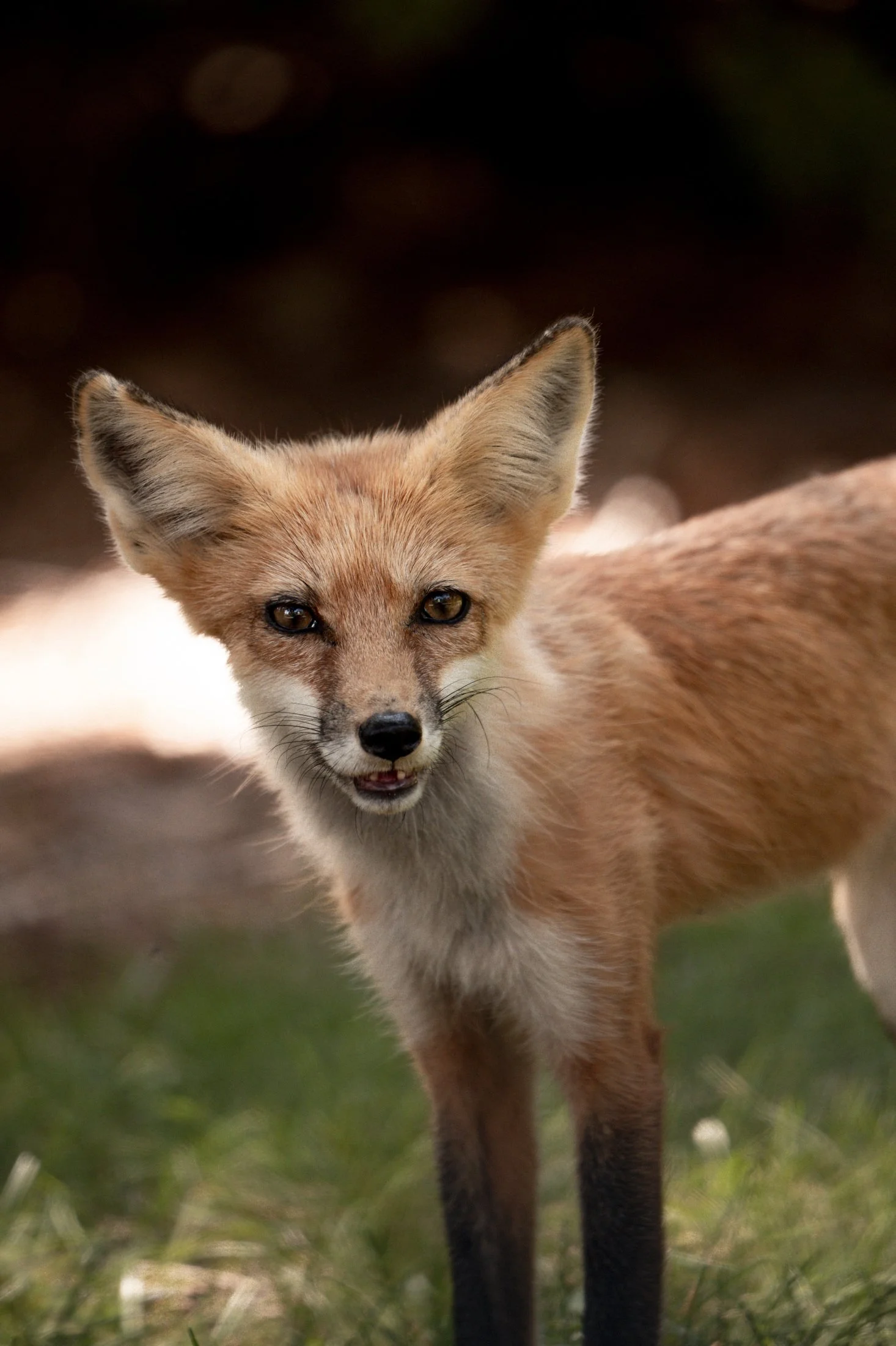 Uwharrie Fox 06.JPG