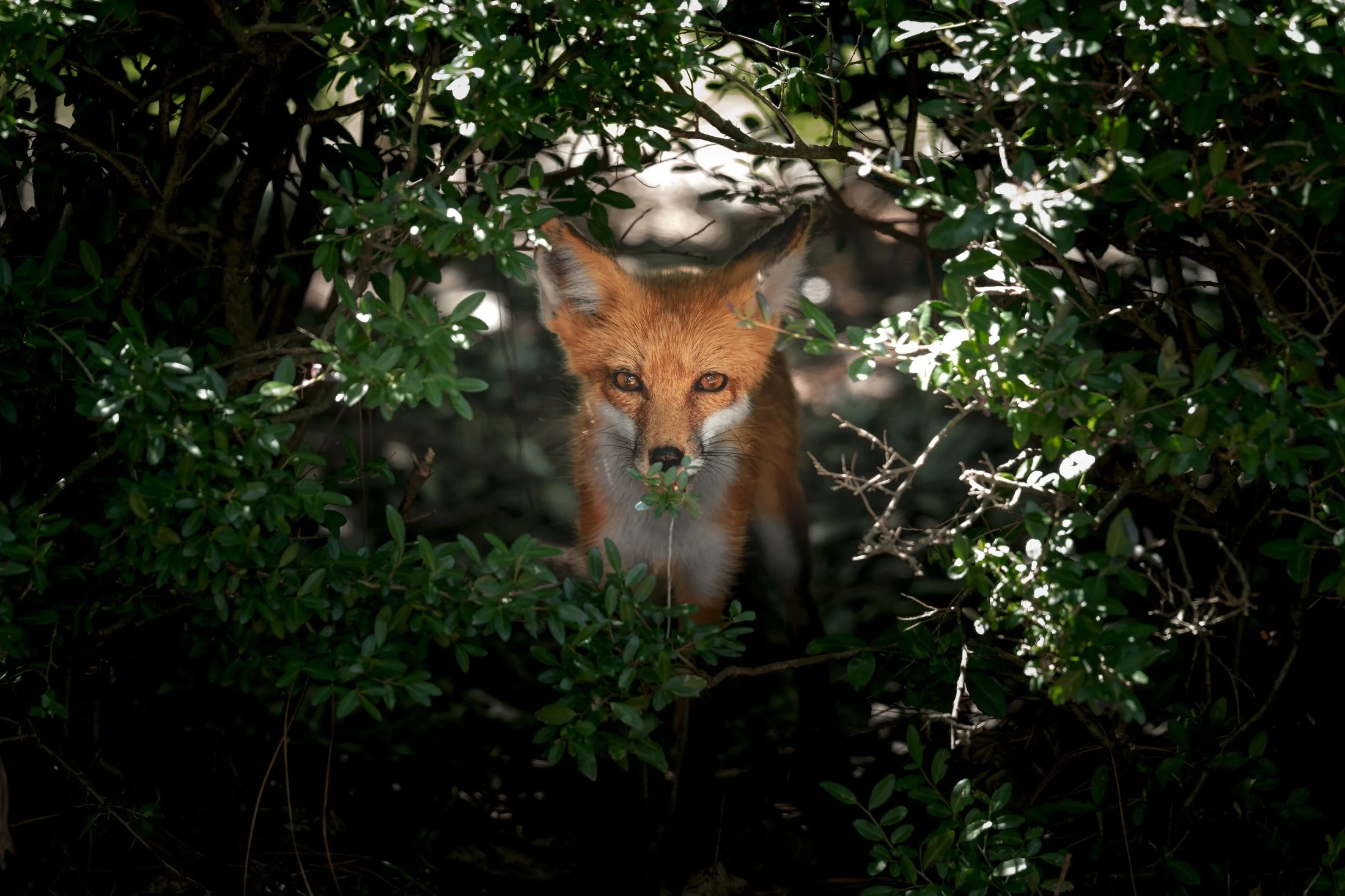 Fox In Uwharrie