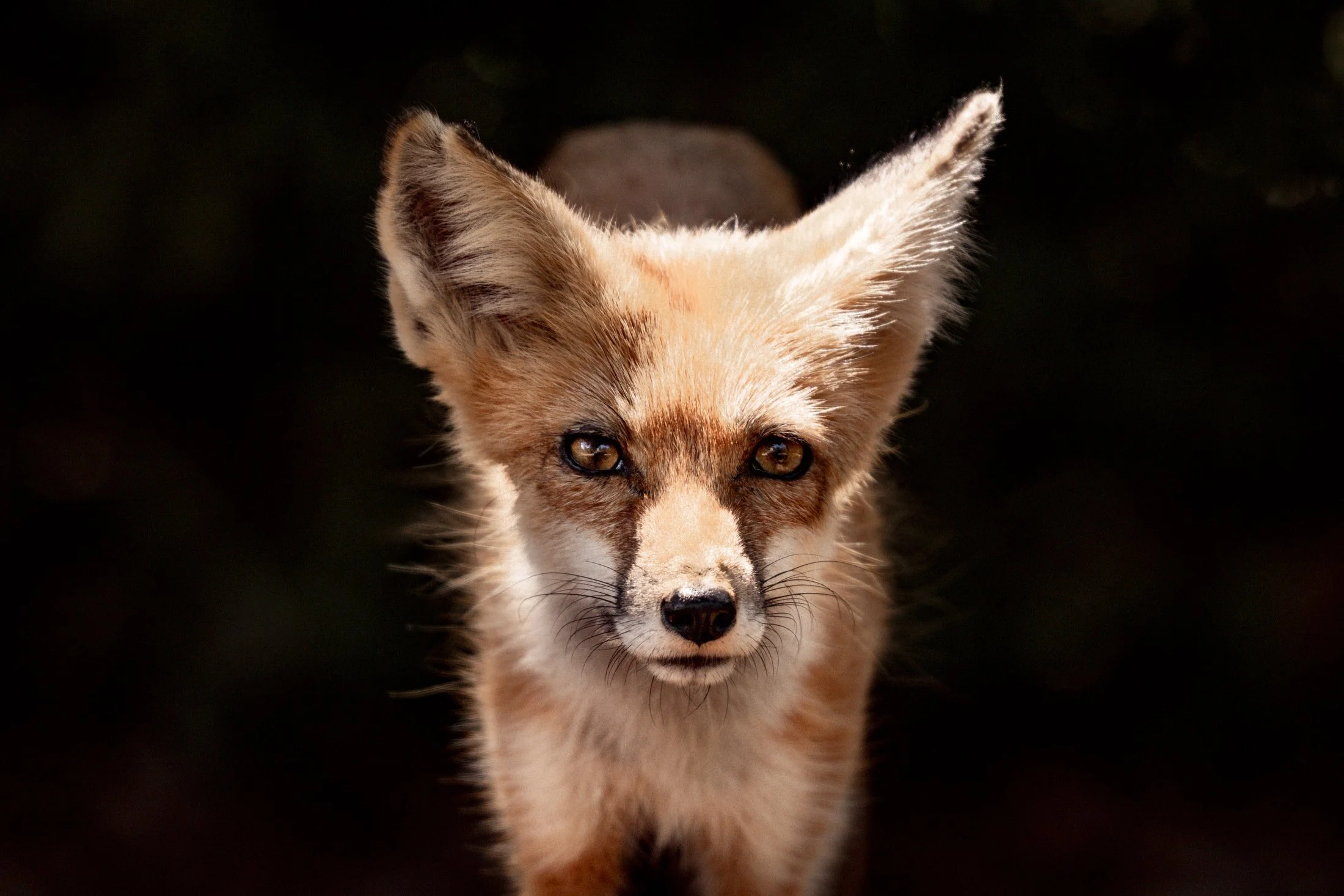 Uwharrie Fox 04.JPG