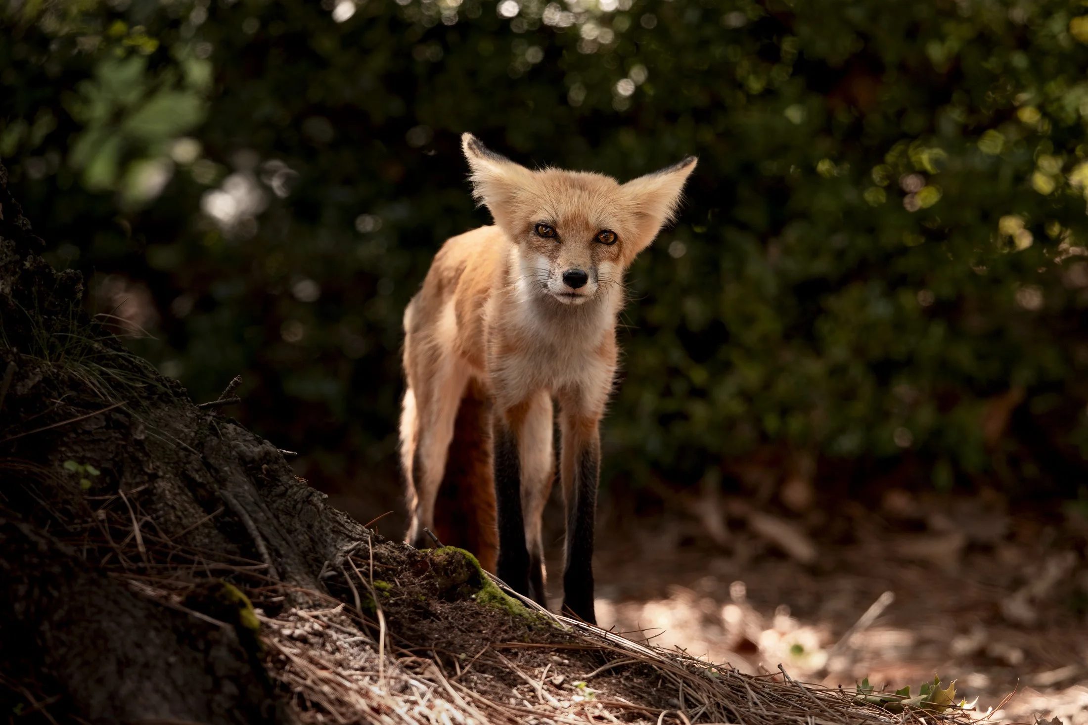 Uwharrie Fox 03.JPG