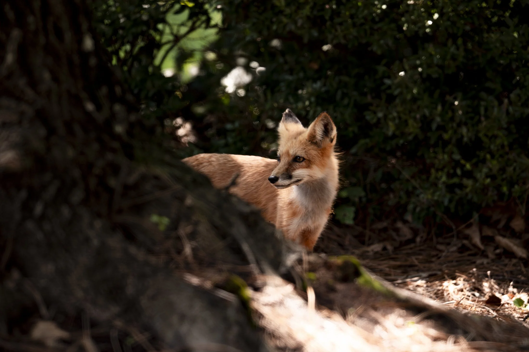 Uwharrie Fox 02.JPG