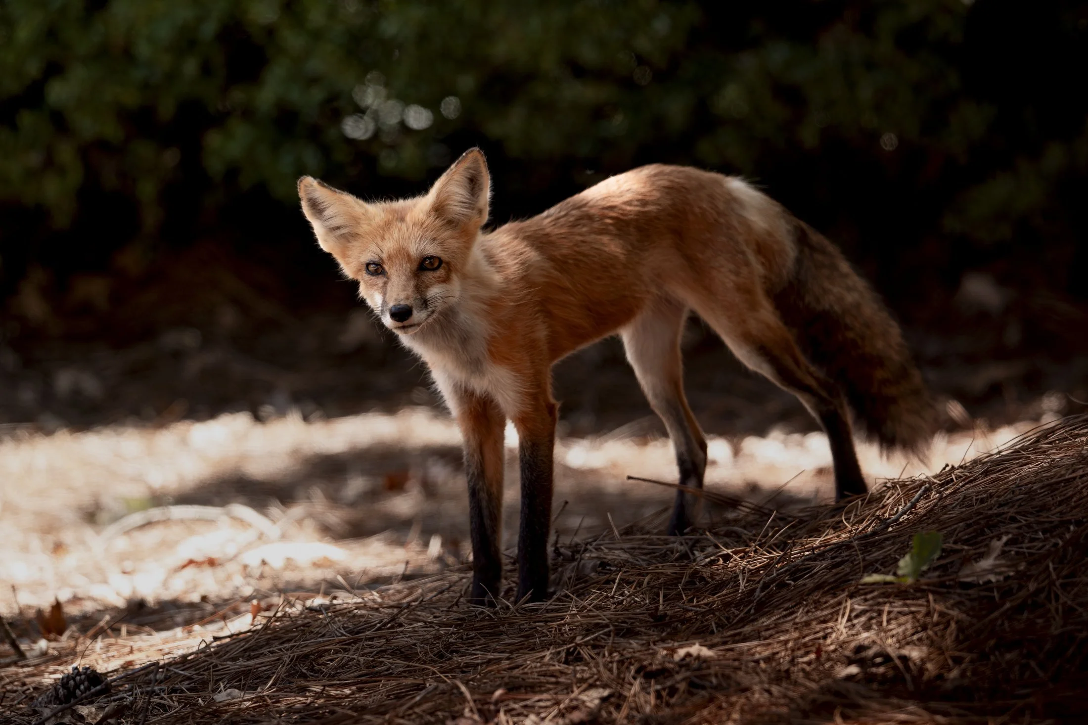 Uwharrie Fox 01.JPG