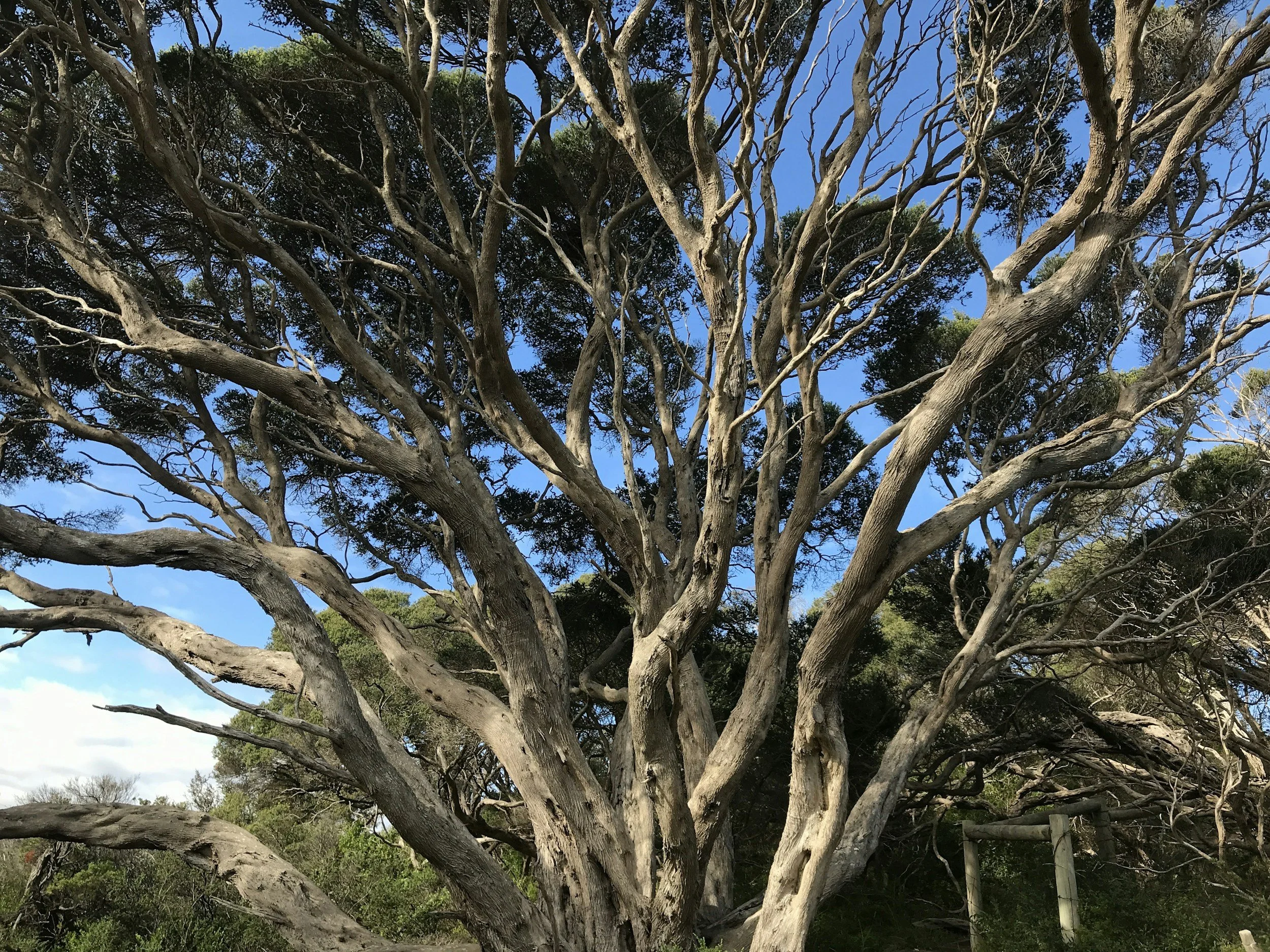 A large, leafless tree with twisting branches against a bright blue sky, with some green foliage in the background.