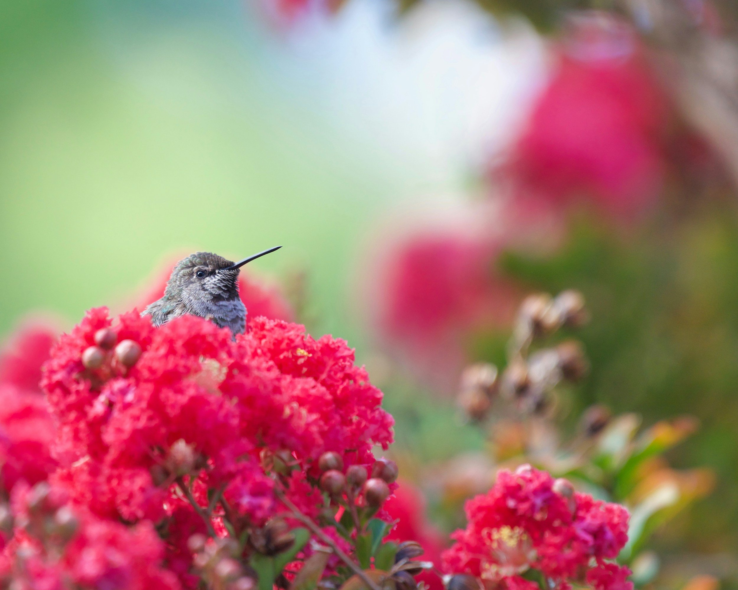 A hummingbird is perched on bright pink clusters of flowers, with a soft green and pink blurred background.
