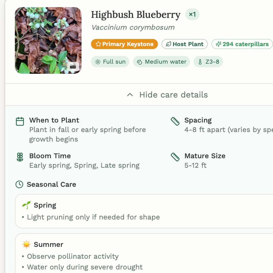 Information about highbush blueberry plant, including its scientific name, care instructions, and seasonal activities.