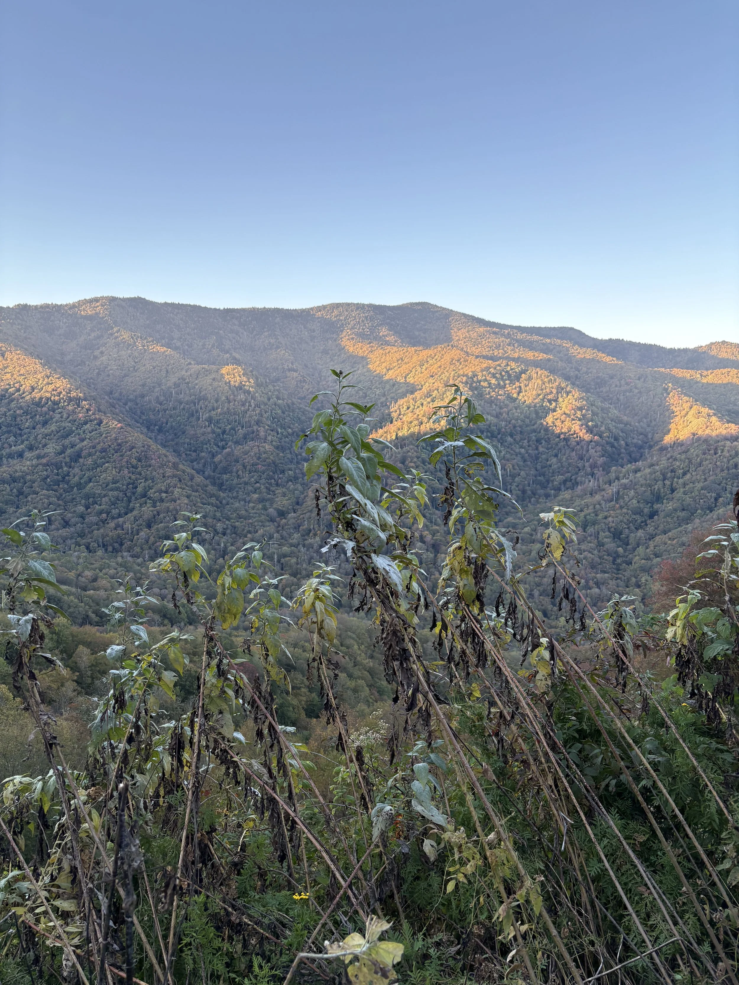 Mountain landscape with green and yellow trees, under a clear blue sky, and some withered plants in the foreground.
